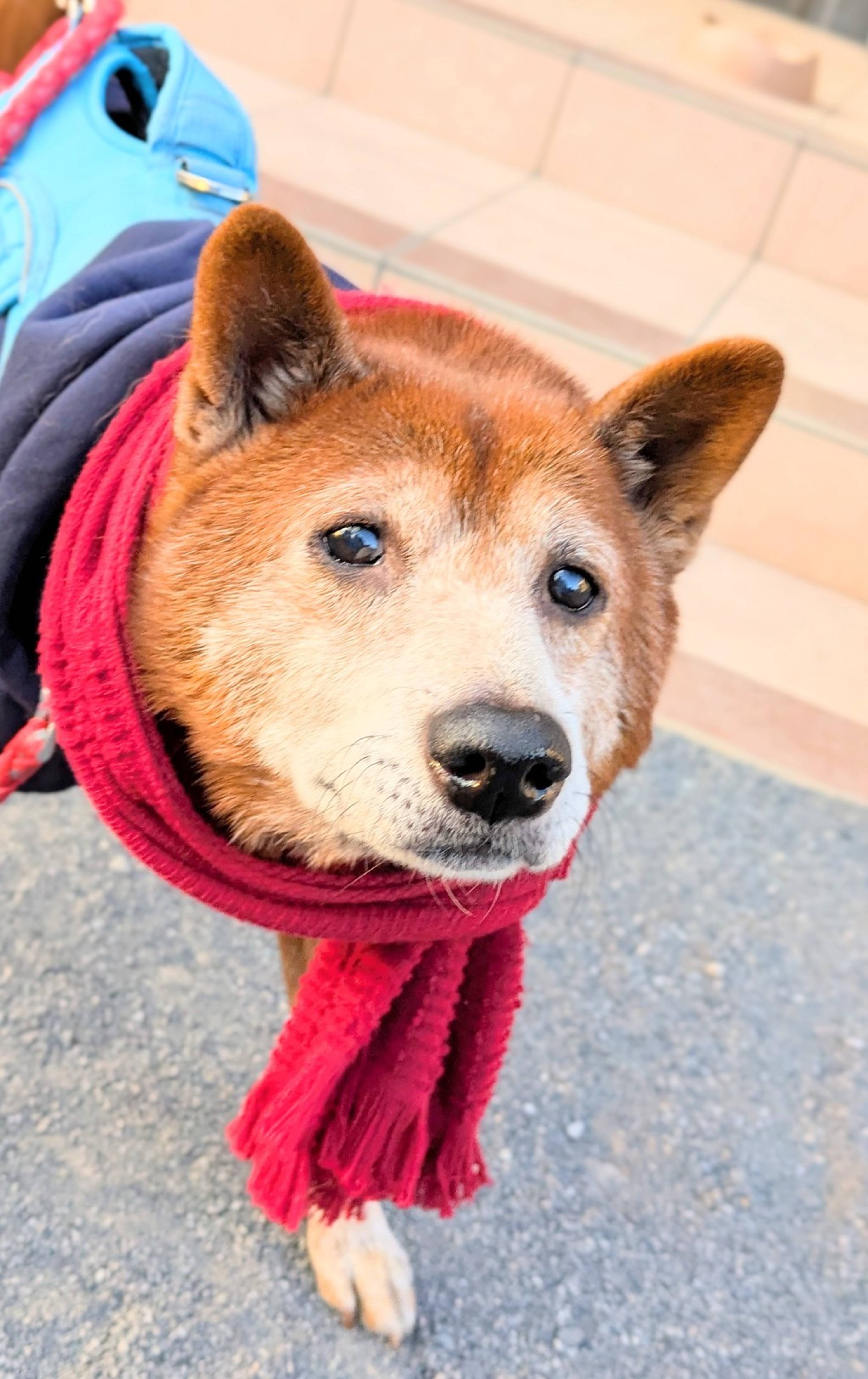 柴犬・オスの里親募集の写真