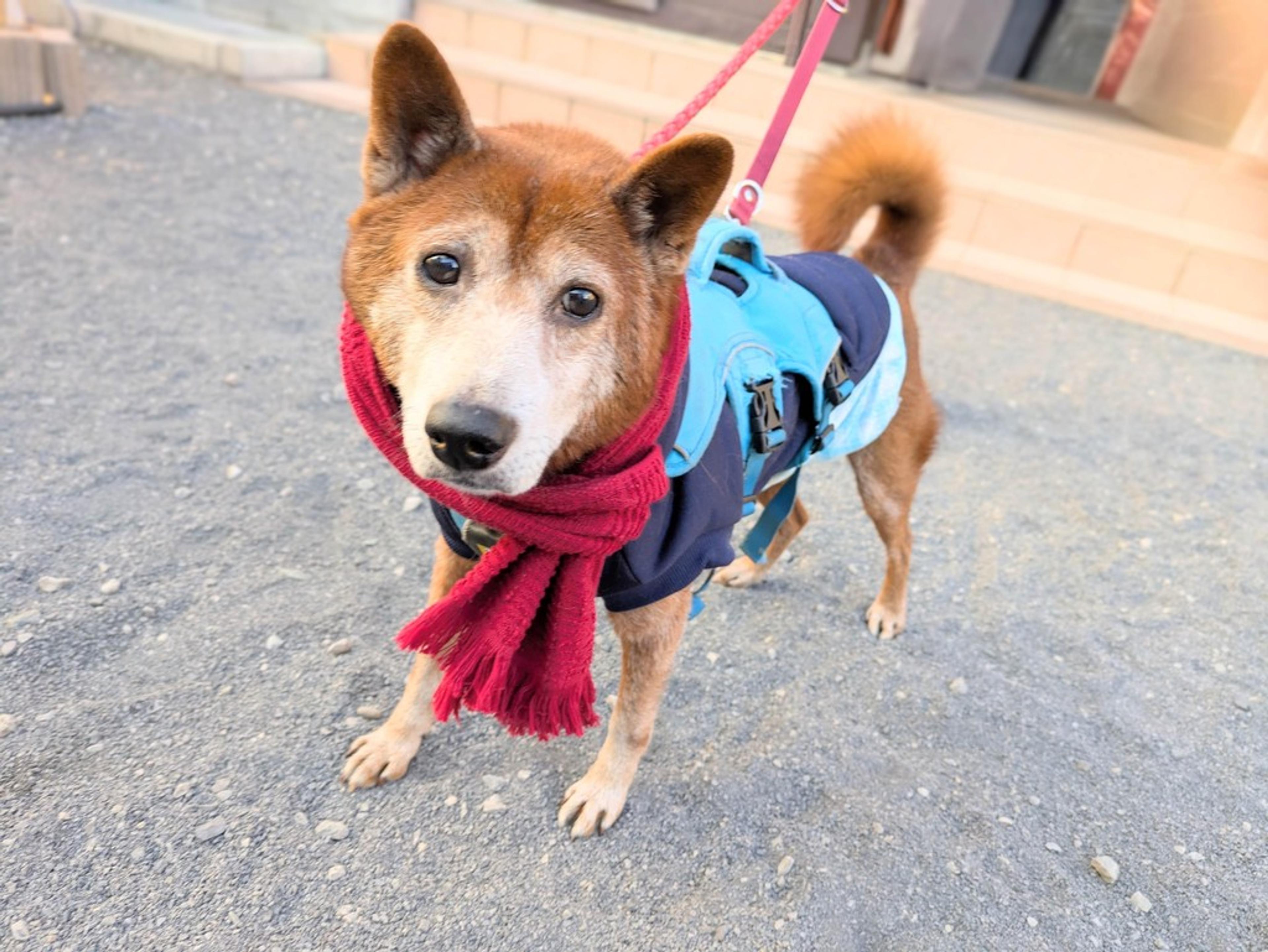 pet-image-2