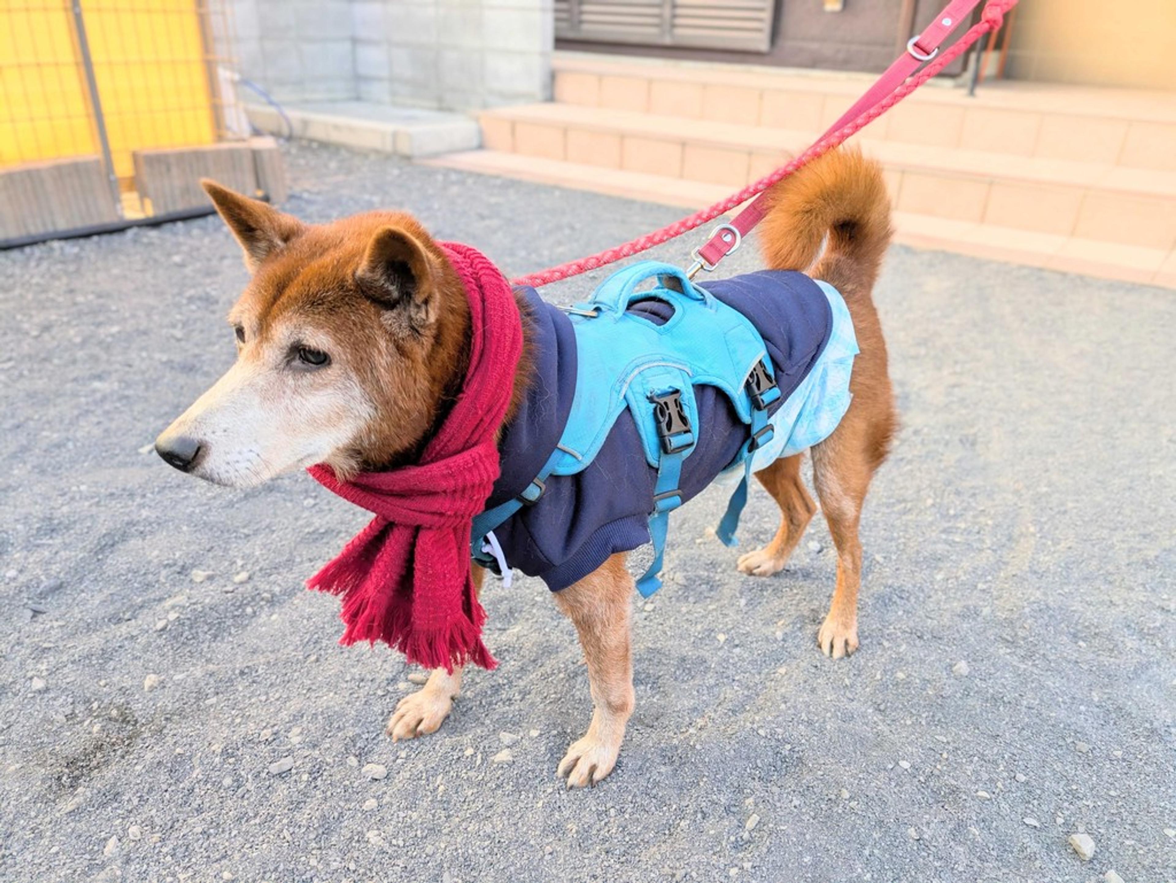 pet-image-3