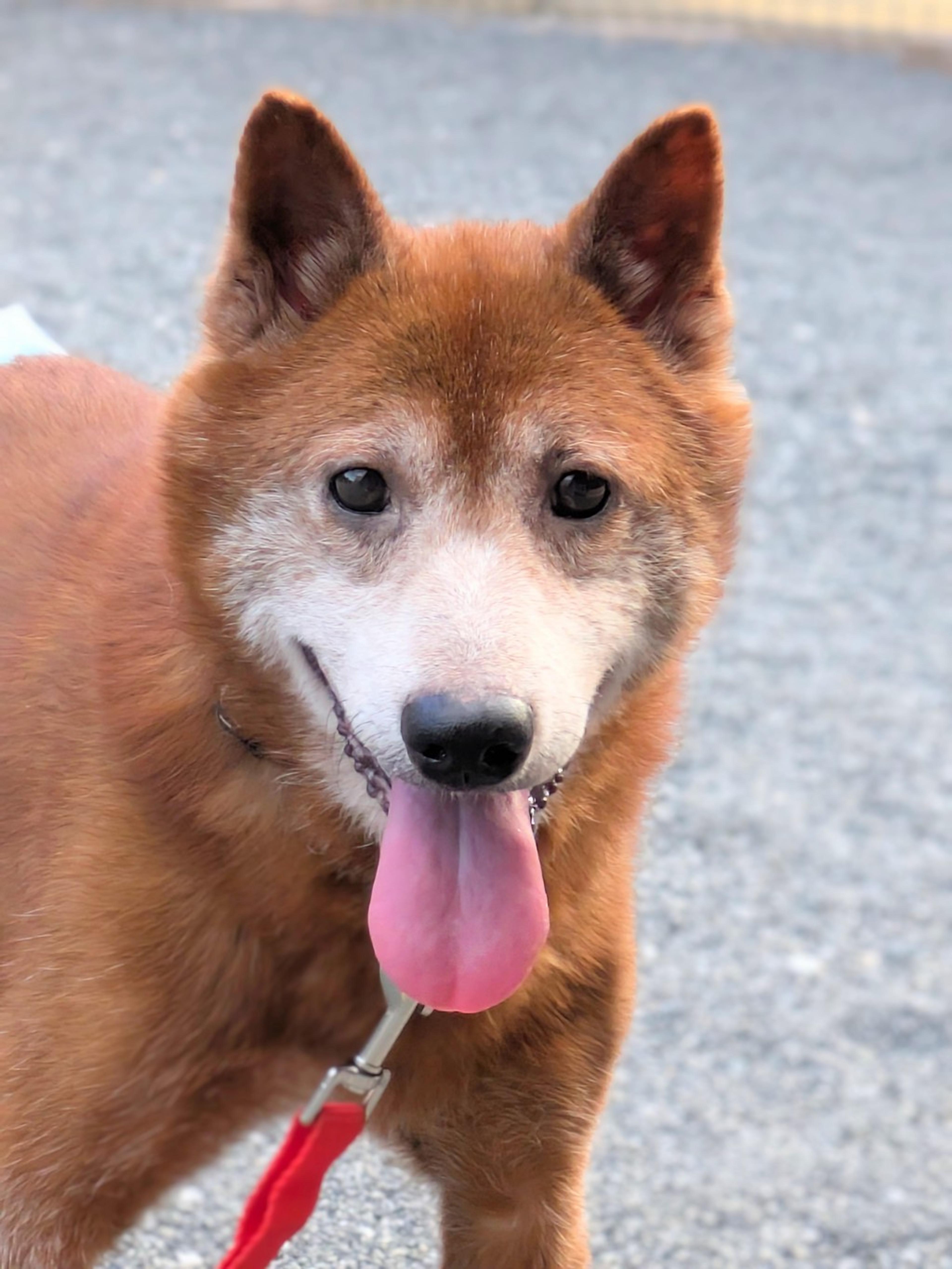 pet-image-4