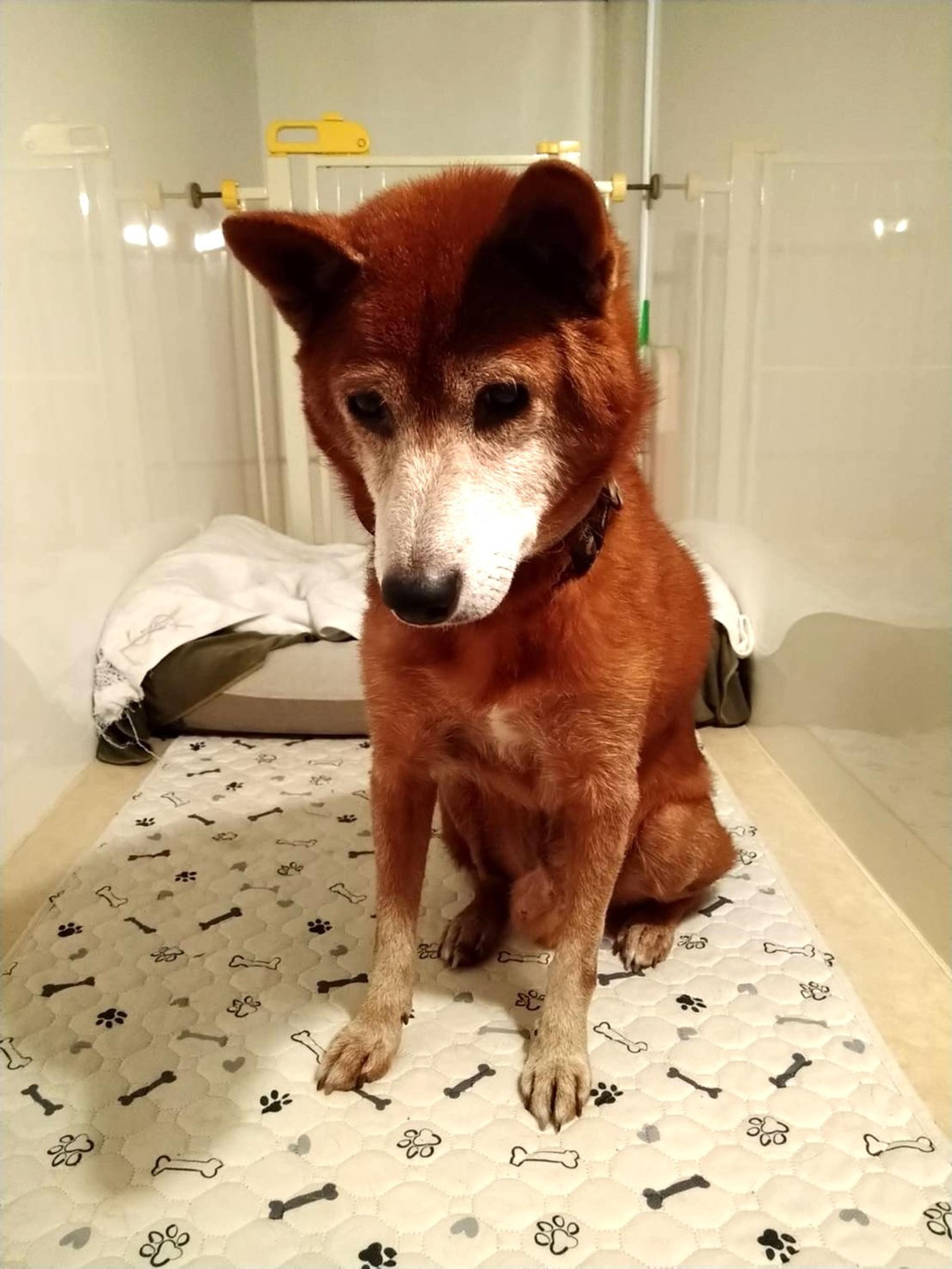 pet-image-6