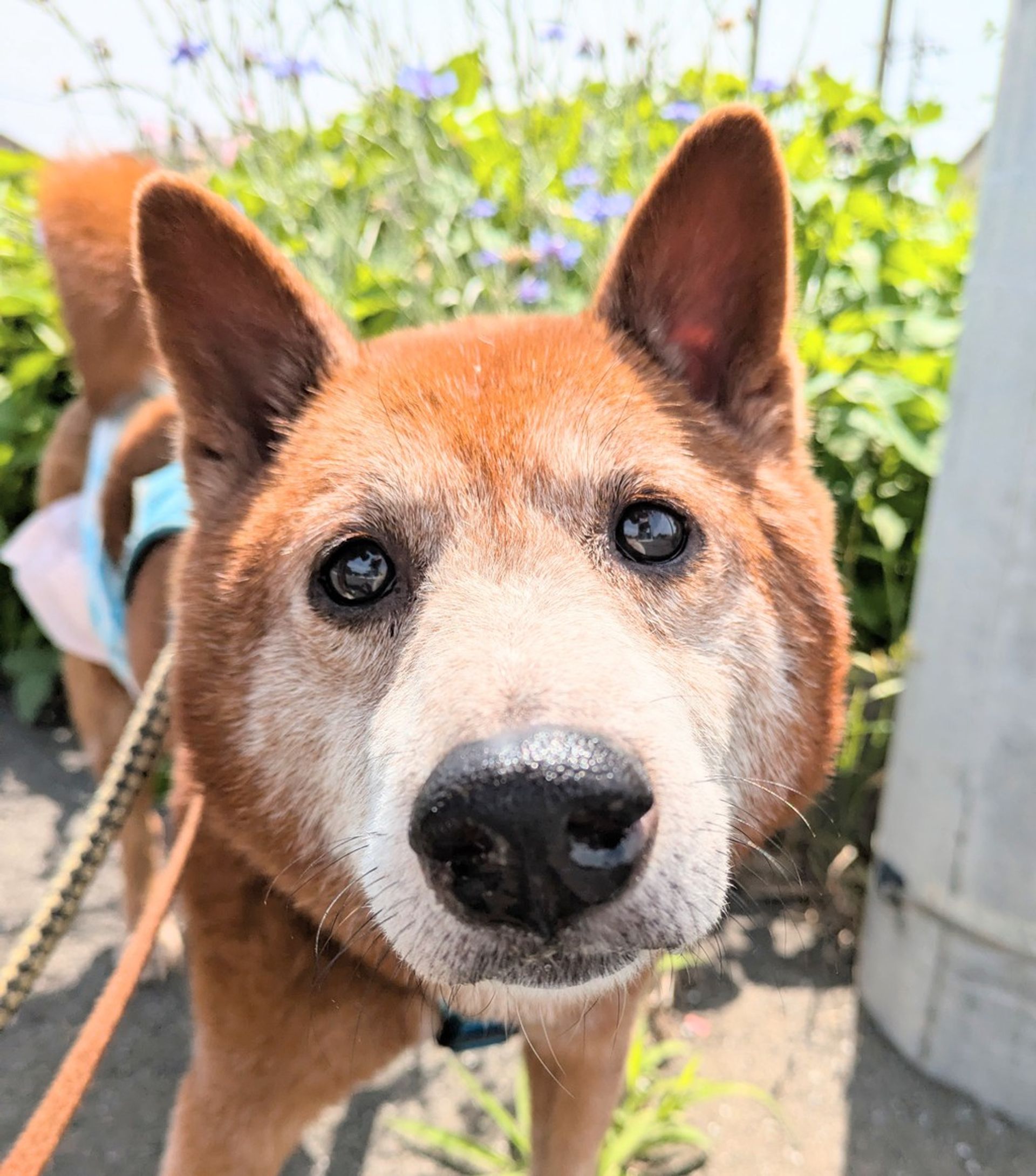柴犬・オスの里親募集の写真