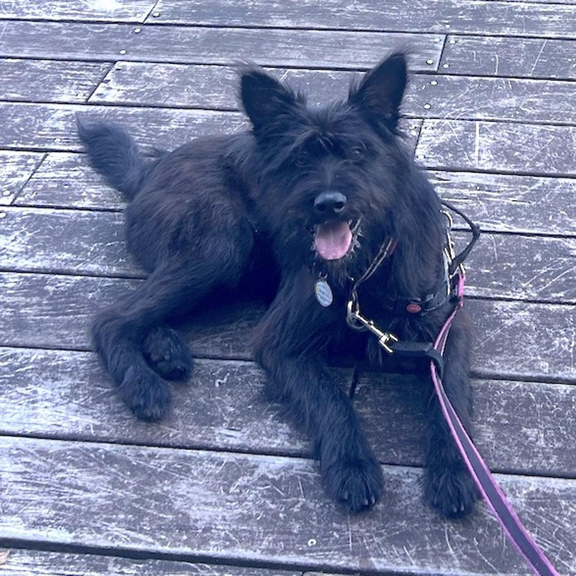 pet-image-2