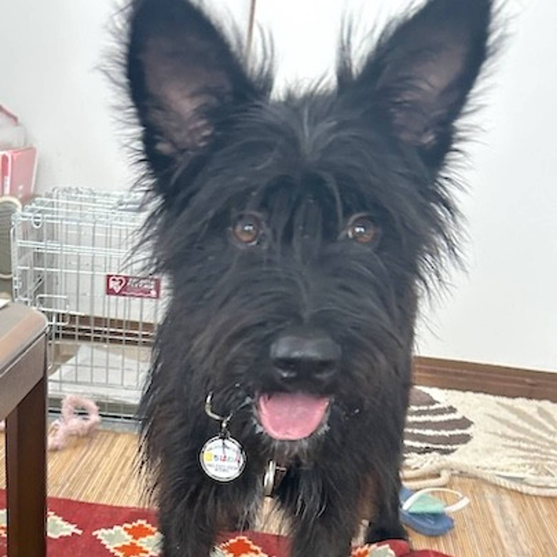 雑種（ミックス犬）・オスの里親募集の写真