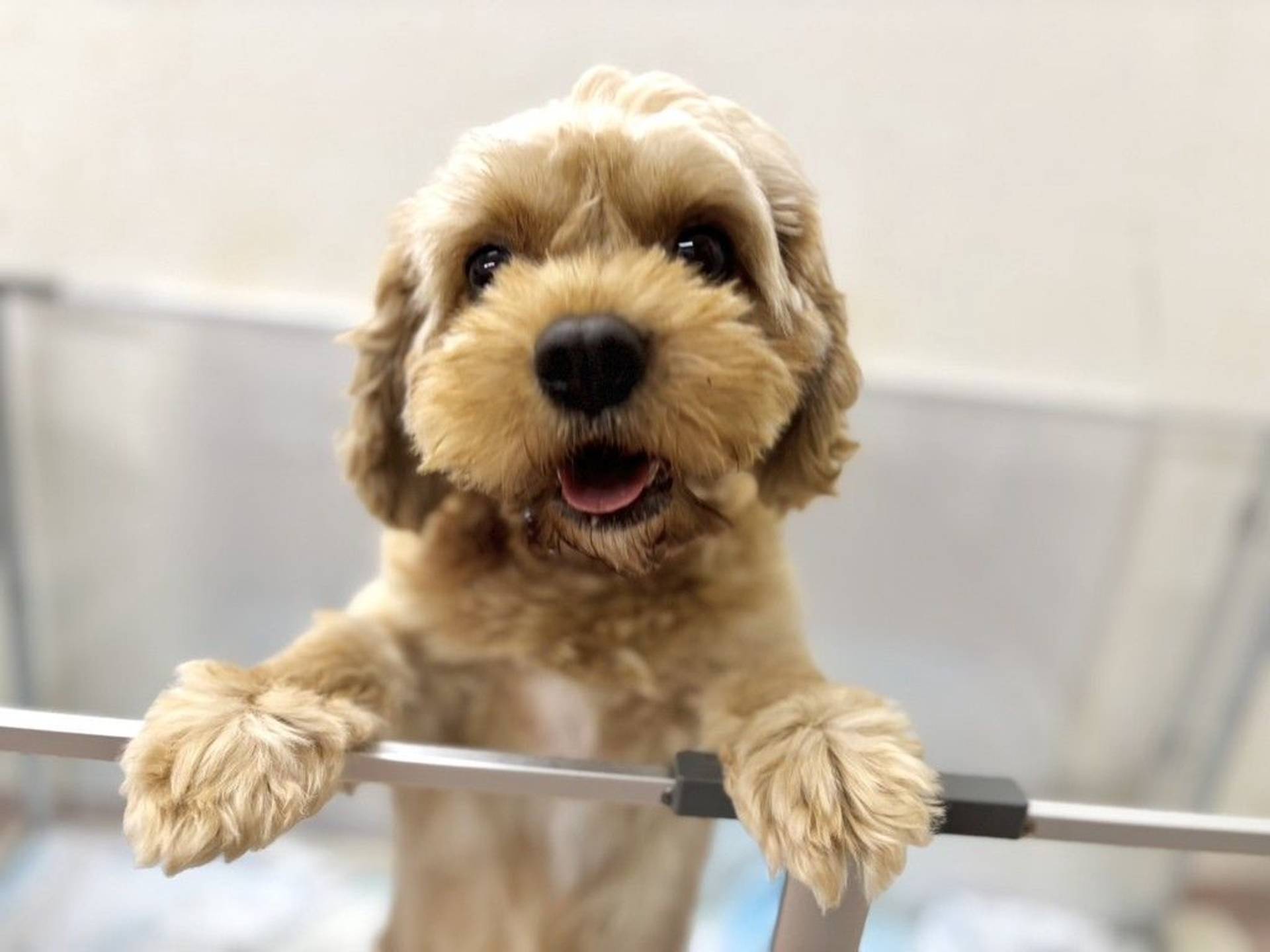 雑種（ミックス犬）・メスの里親募集の写真