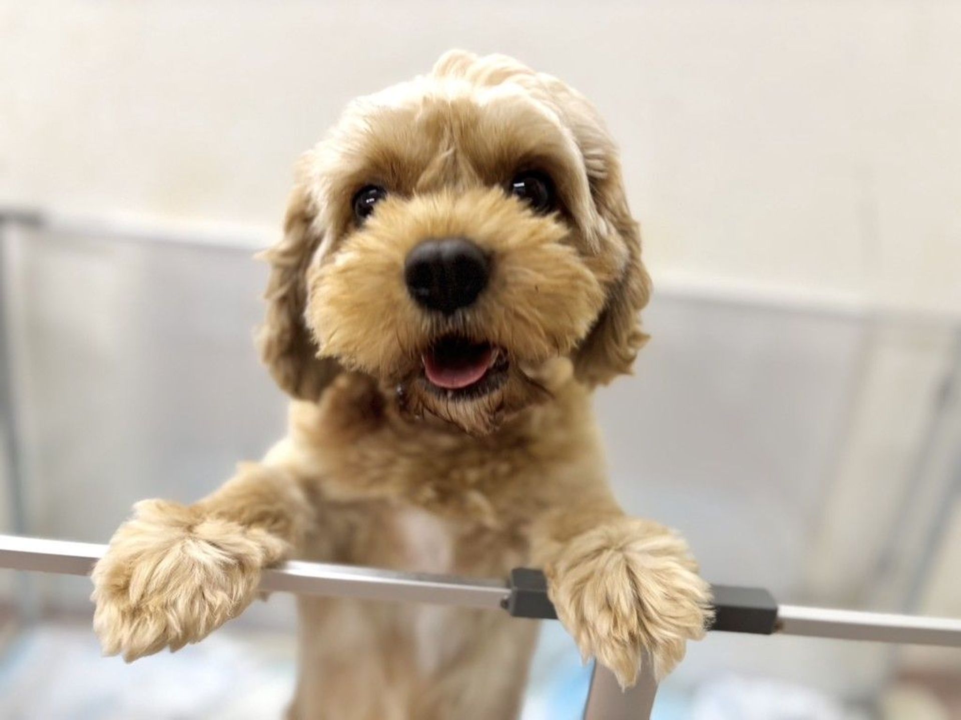 雑種（ミックス犬）・メスの里親募集の写真