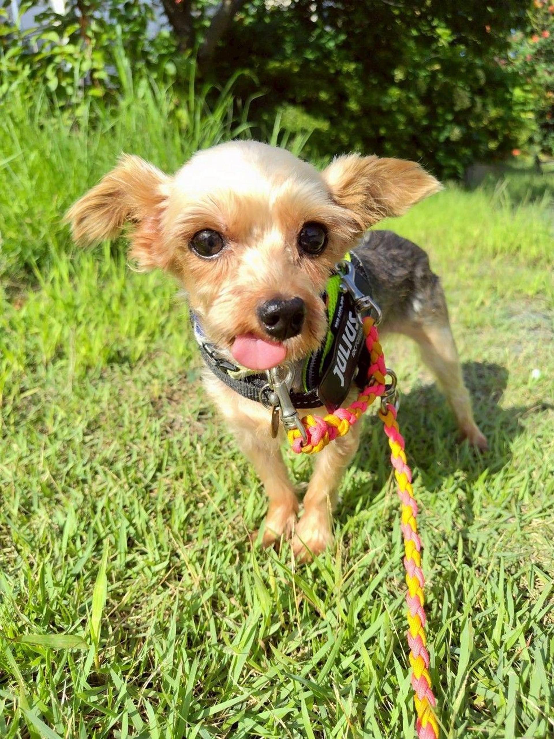pet-image-4