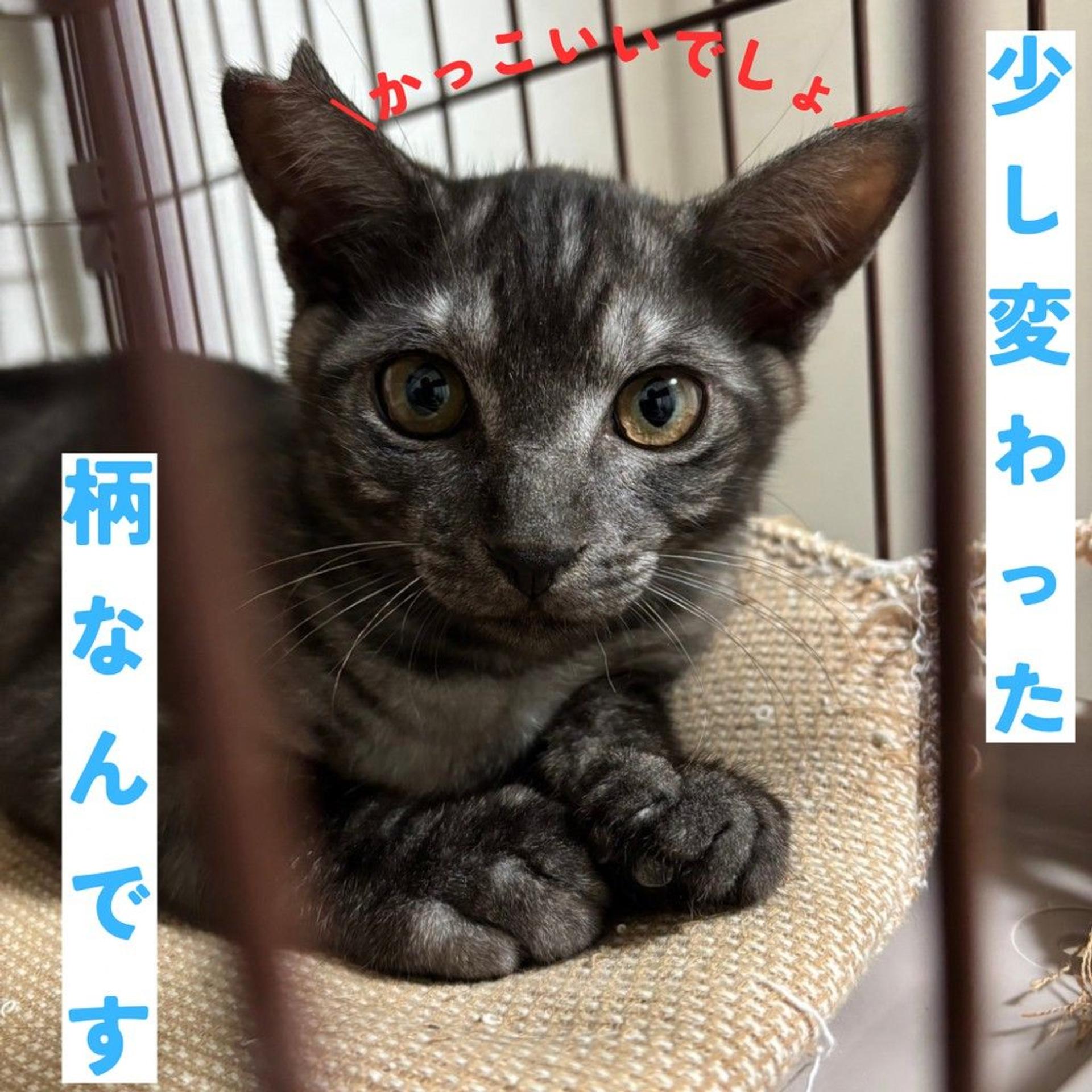 pet-image-2