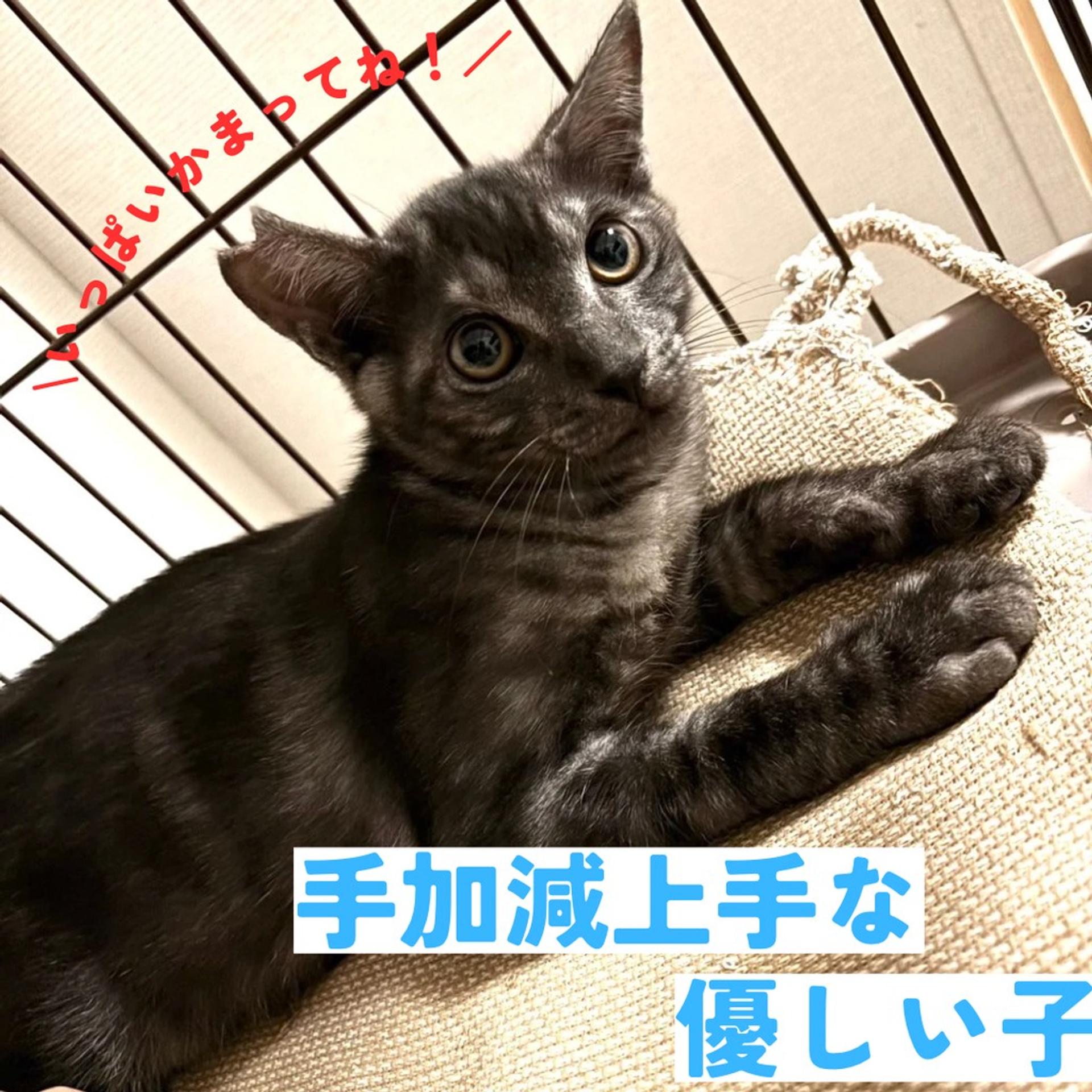 pet-image-4