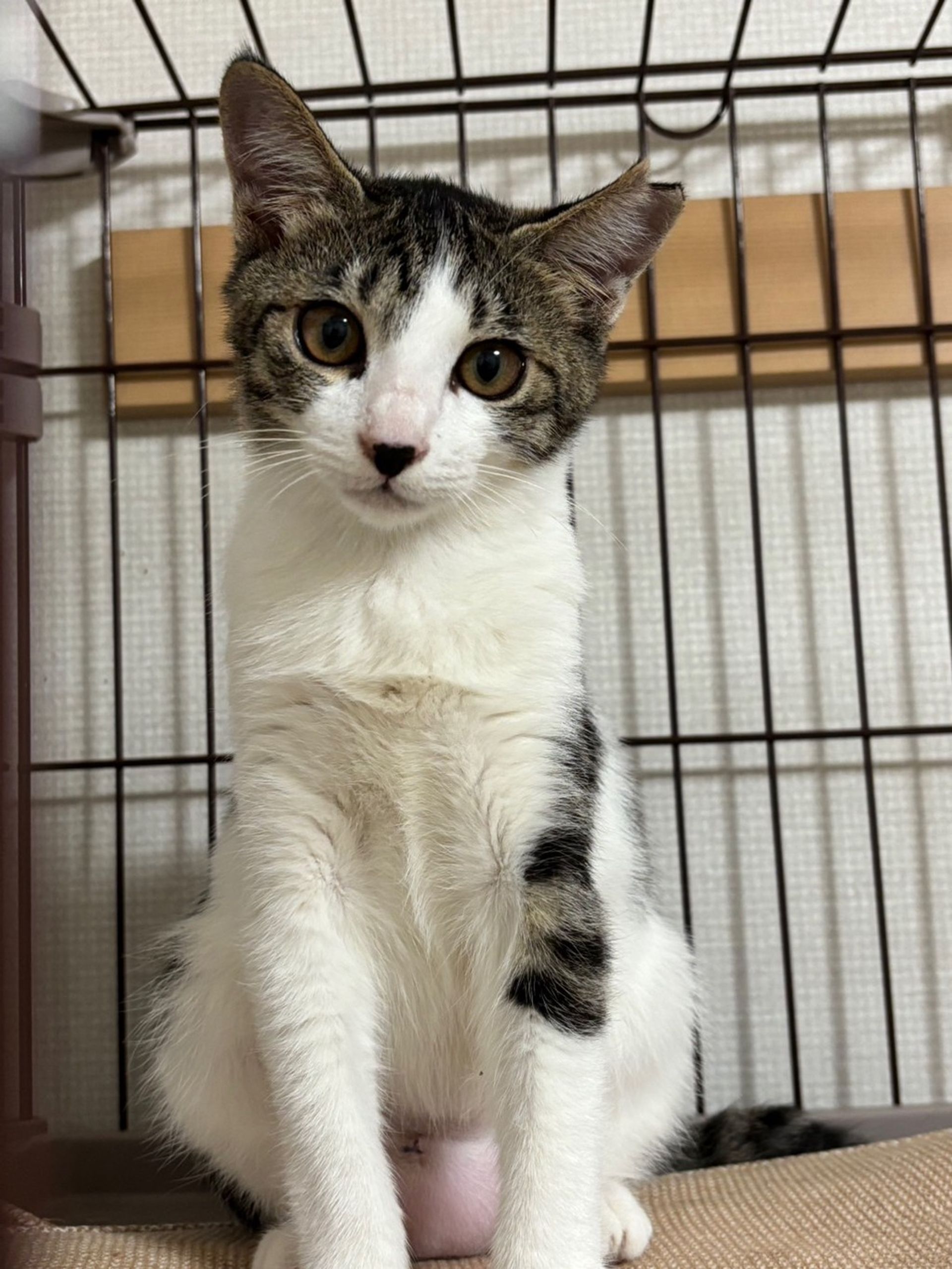雑種（ミックス猫）・メスの里親募集の写真