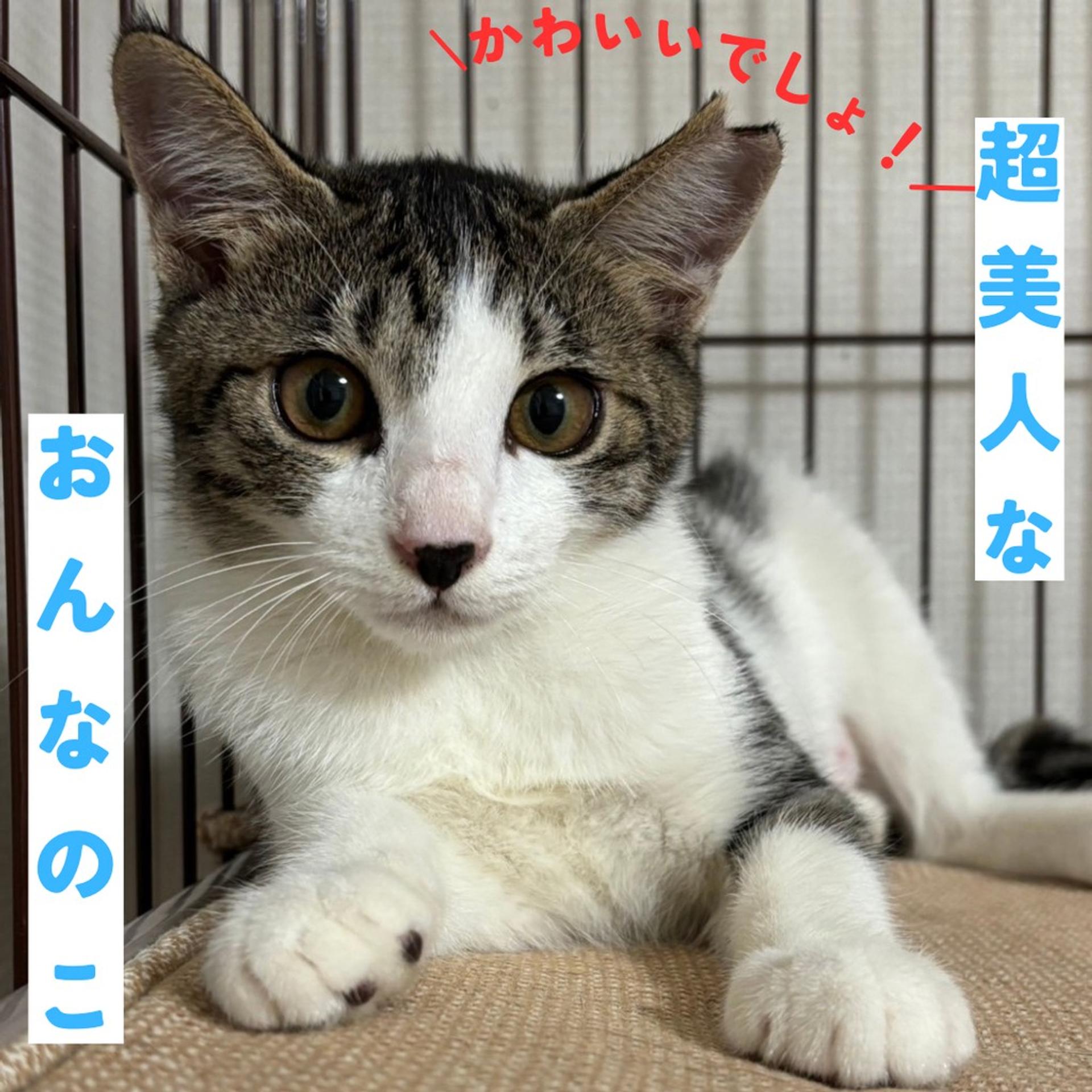 pet-image-2