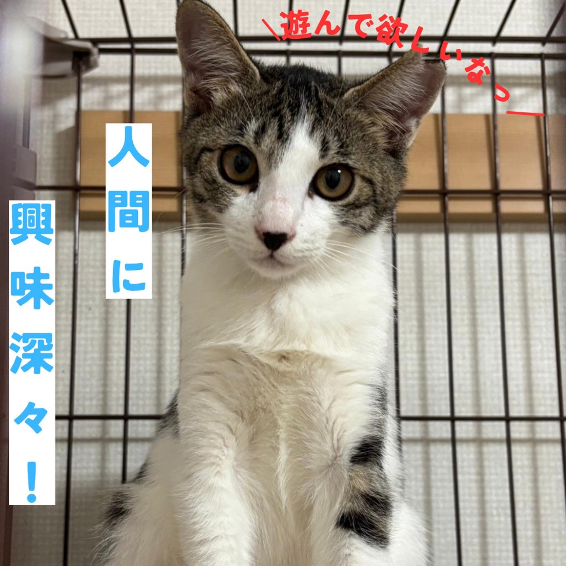 pet-image-3