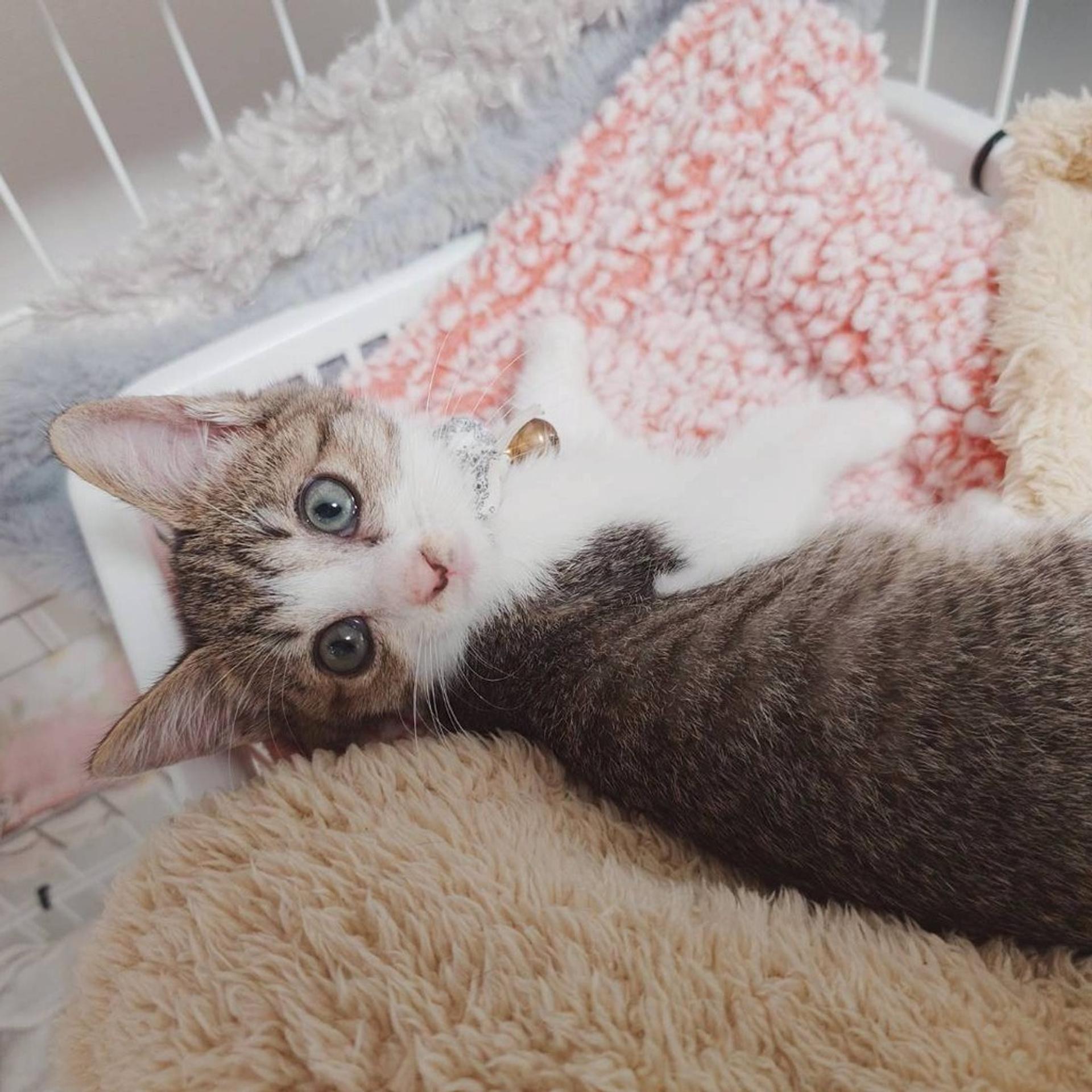 pet-image-5