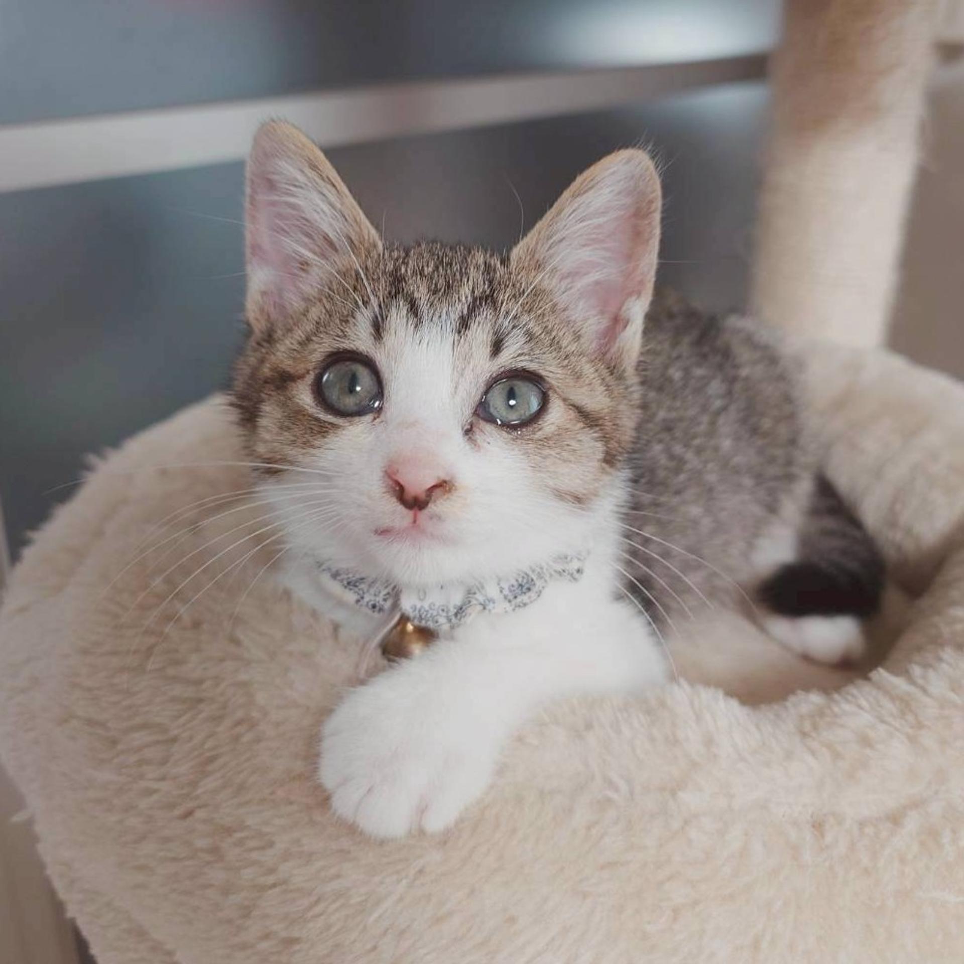 pet-image-3