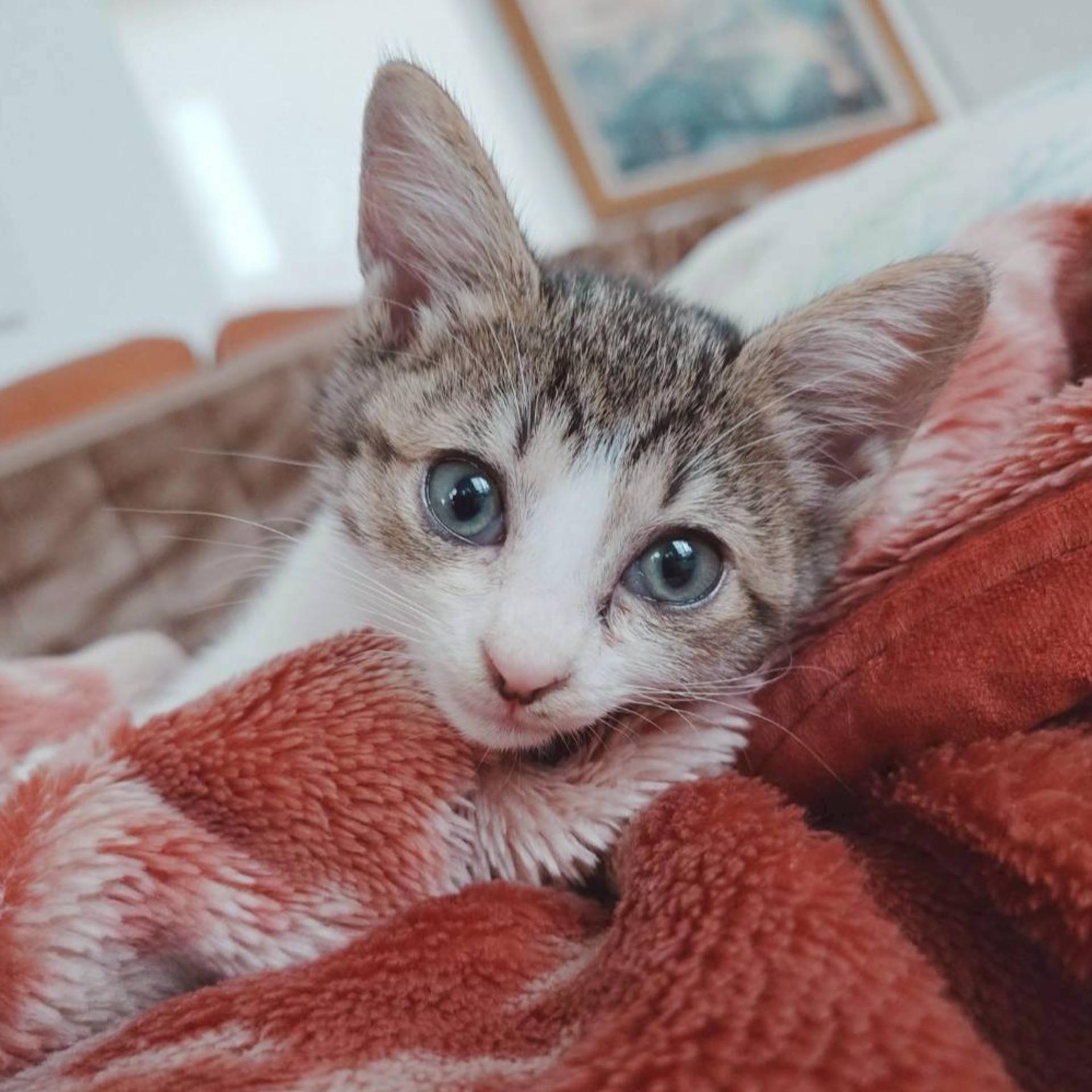 pet-image-4