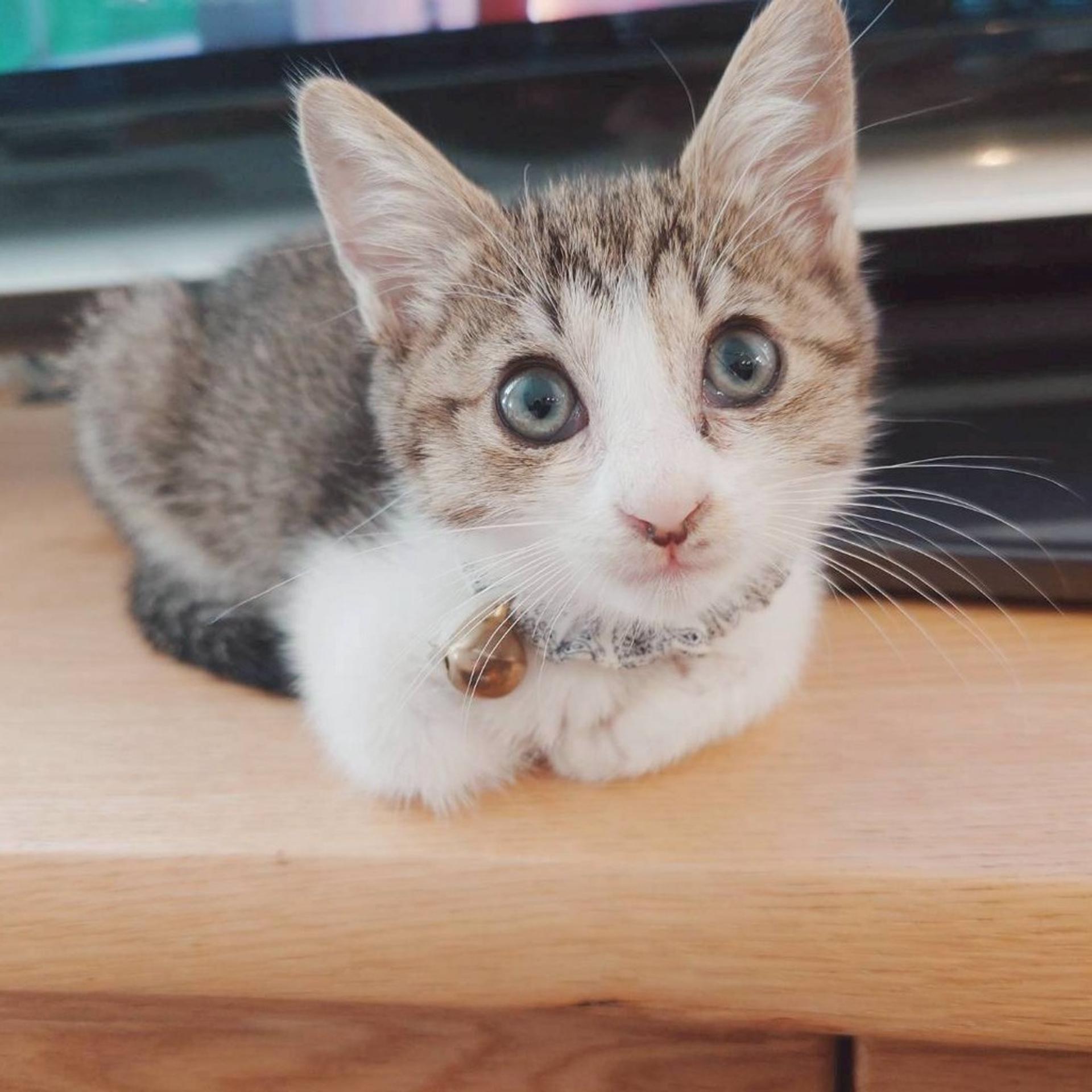 pet-image-6