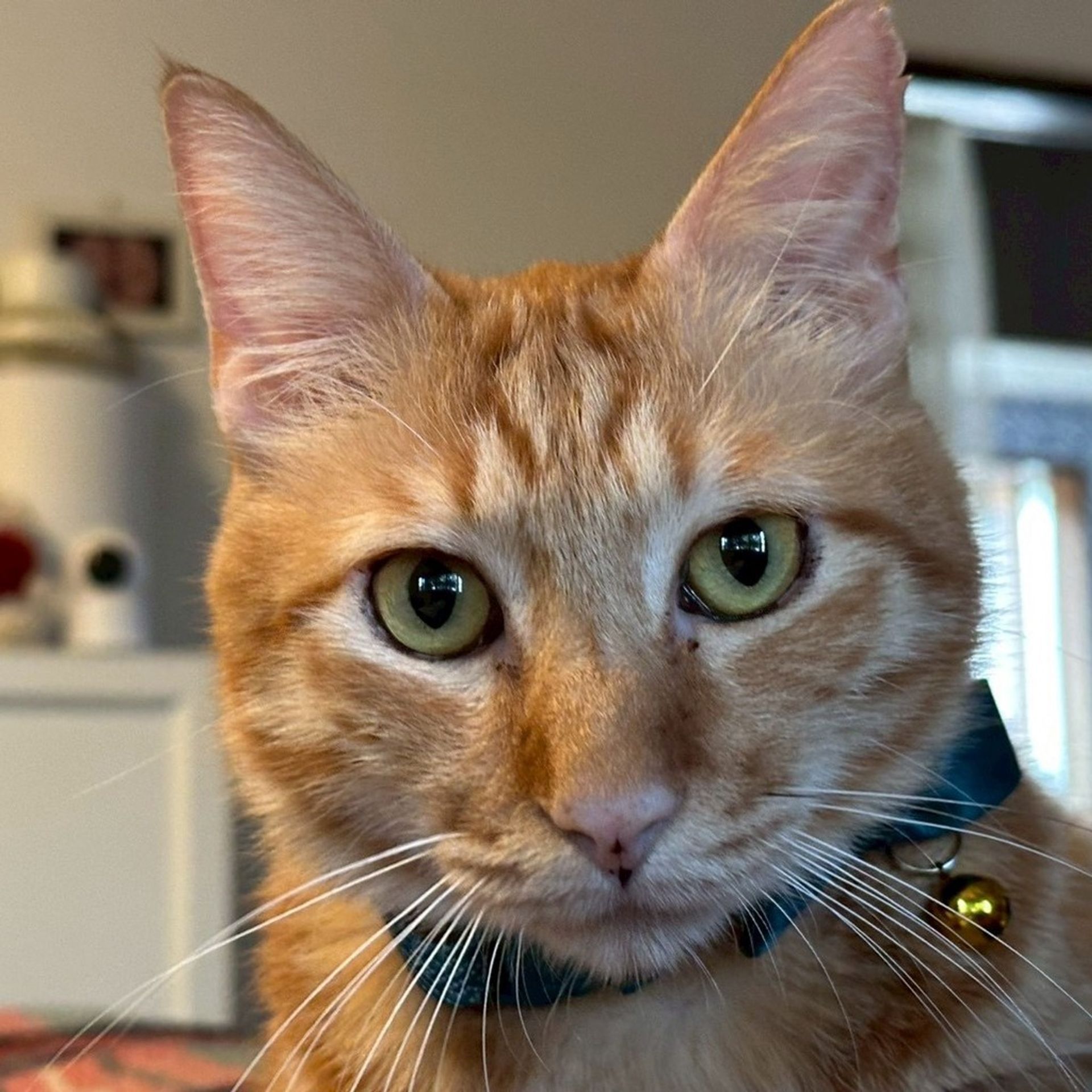 雑種（ミックス猫）・オスの里親募集の写真