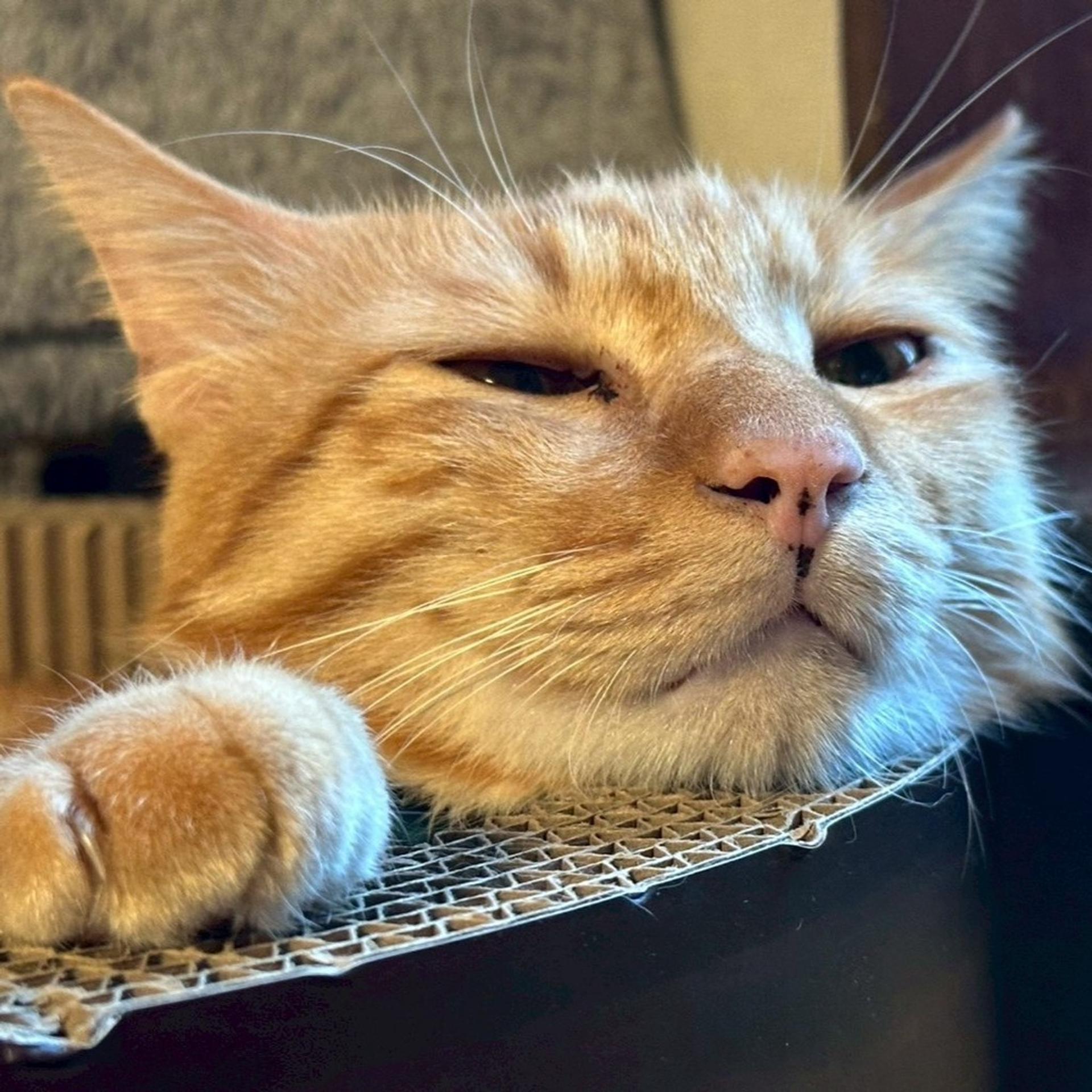 pet-image-3
