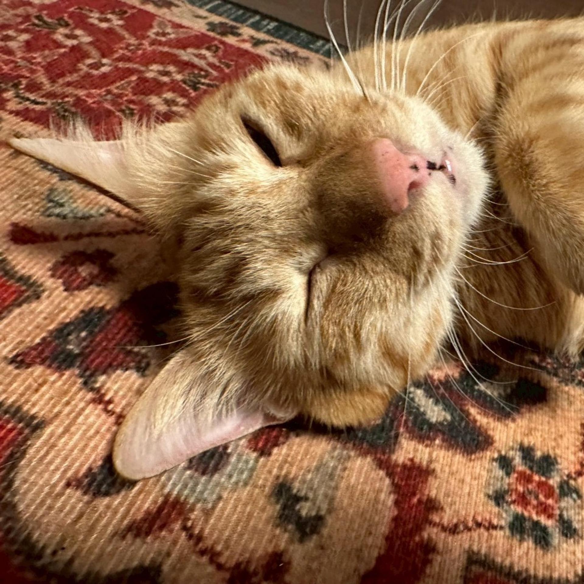 pet-image-7