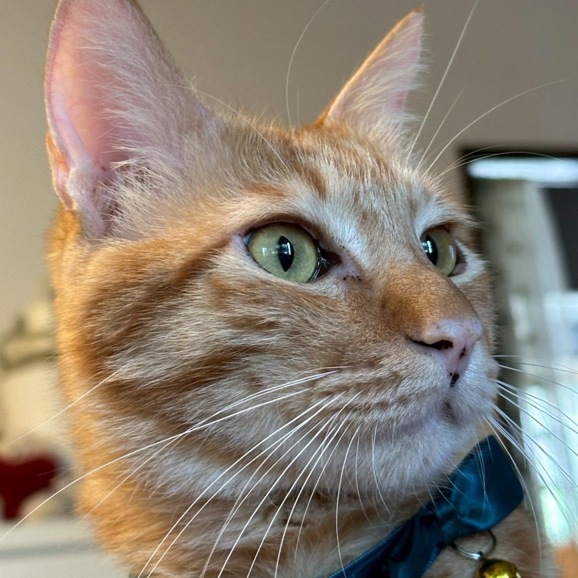 pet-image-8