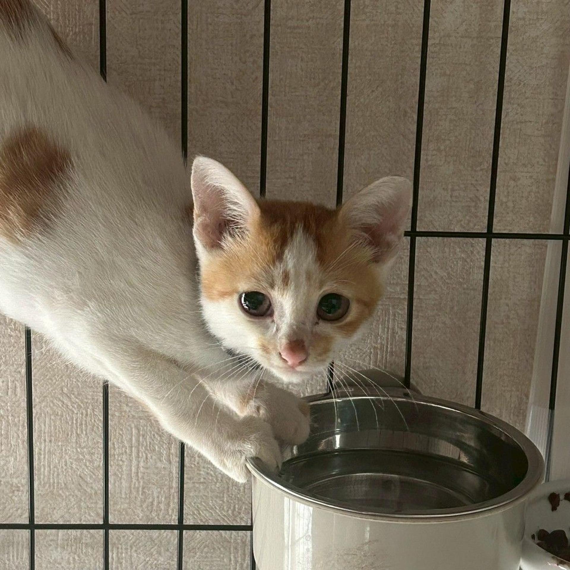 pet-image-3