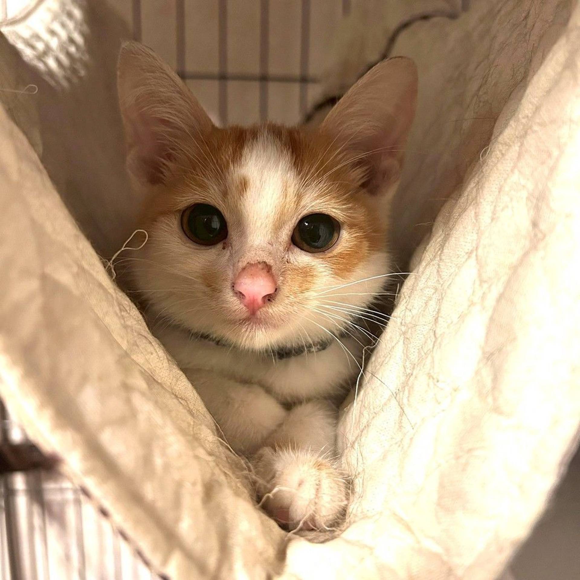 雑種（ミックス猫）・オスの里親募集の写真