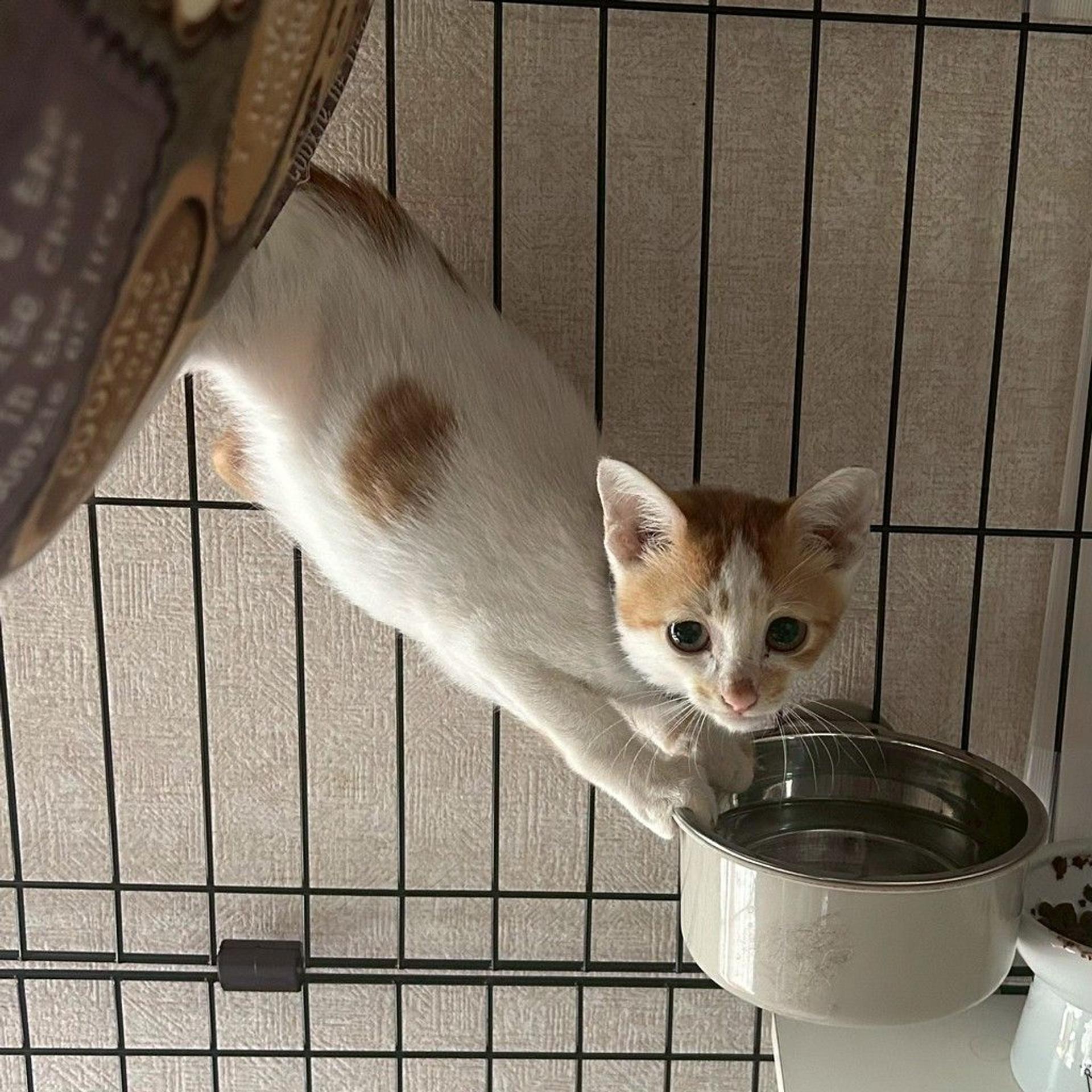 pet-image-7