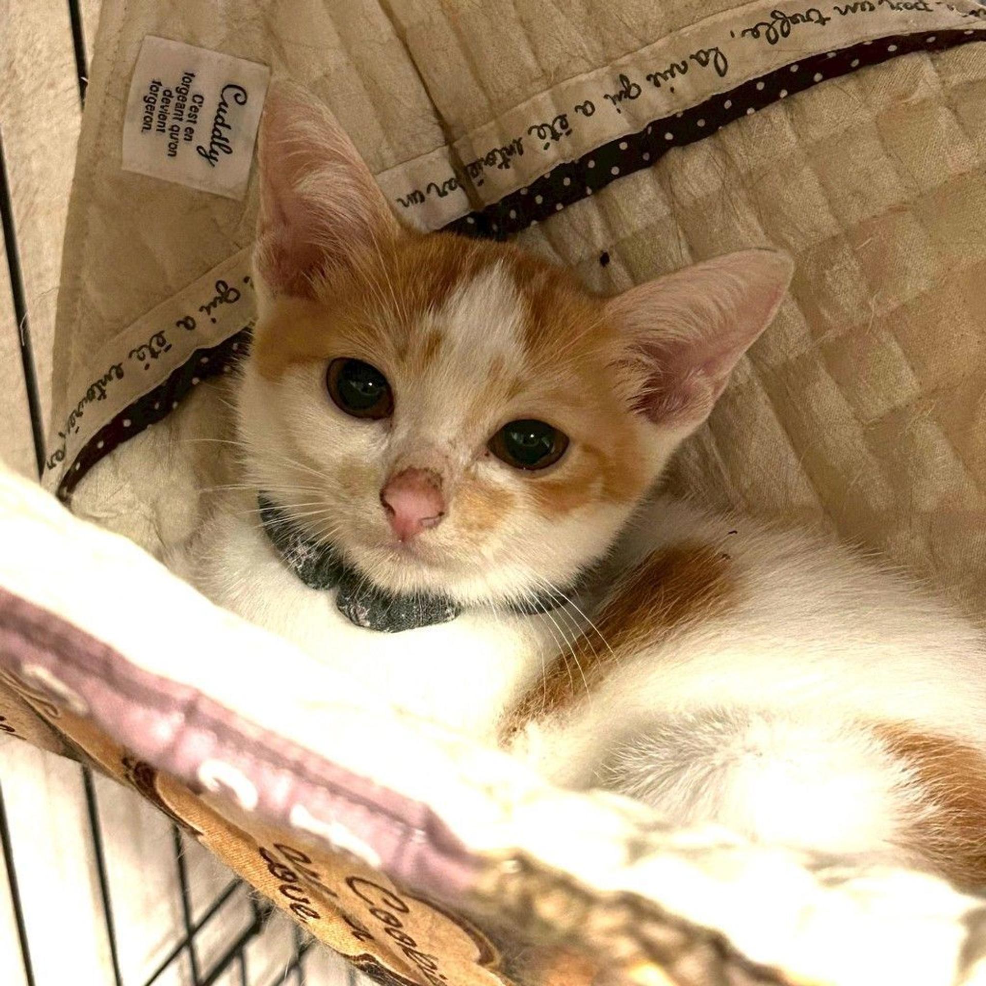 pet-image-4