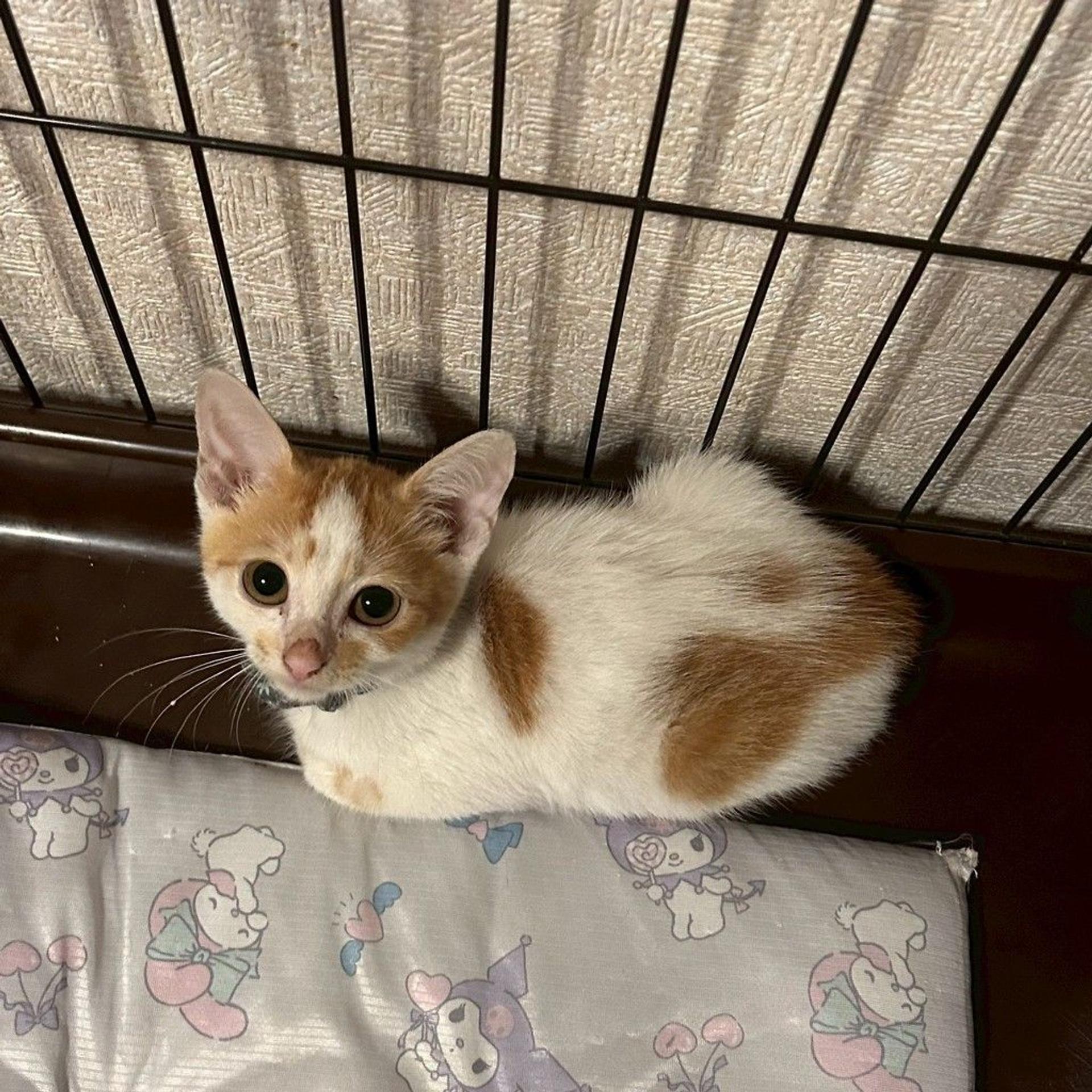 pet-image-6