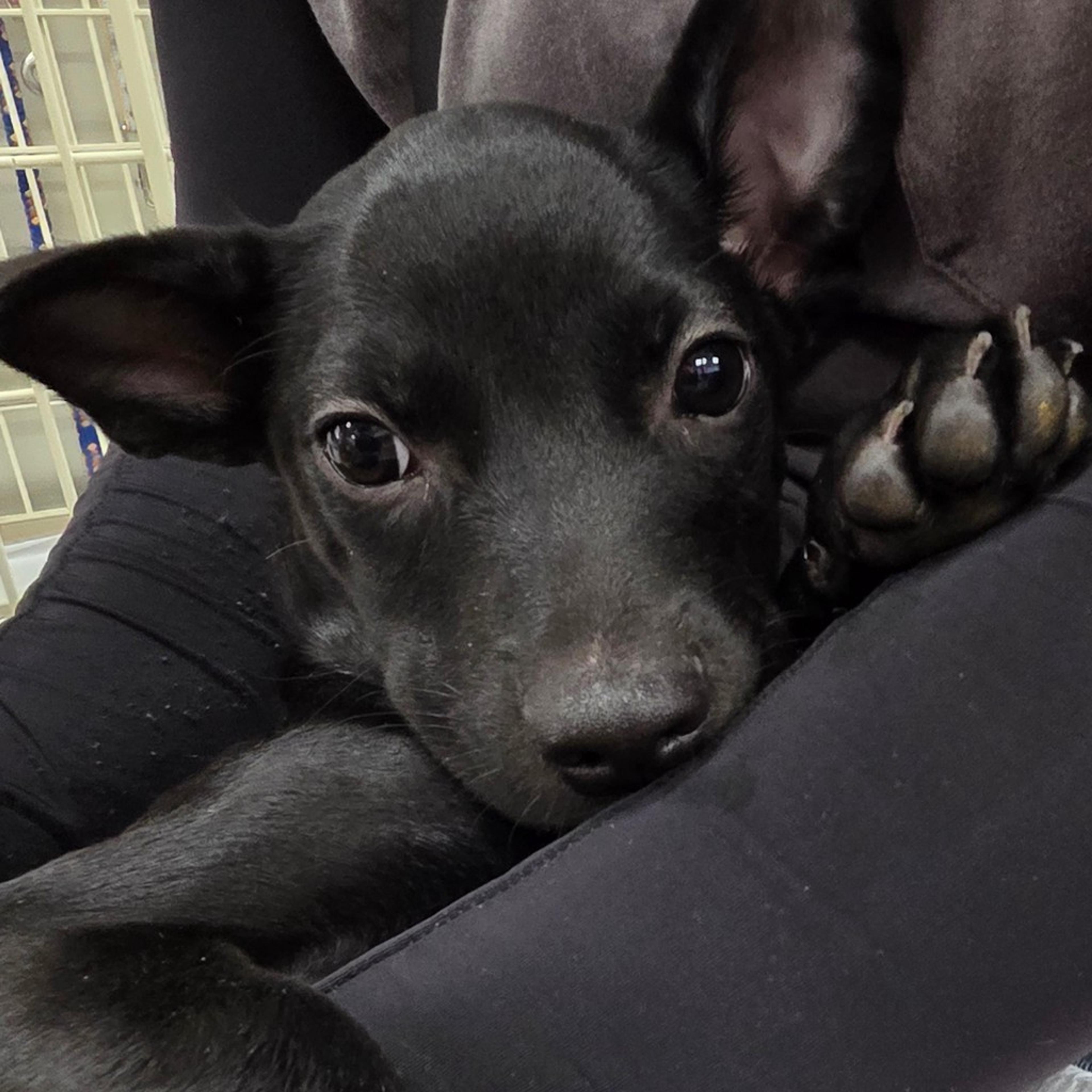 pet-image-3