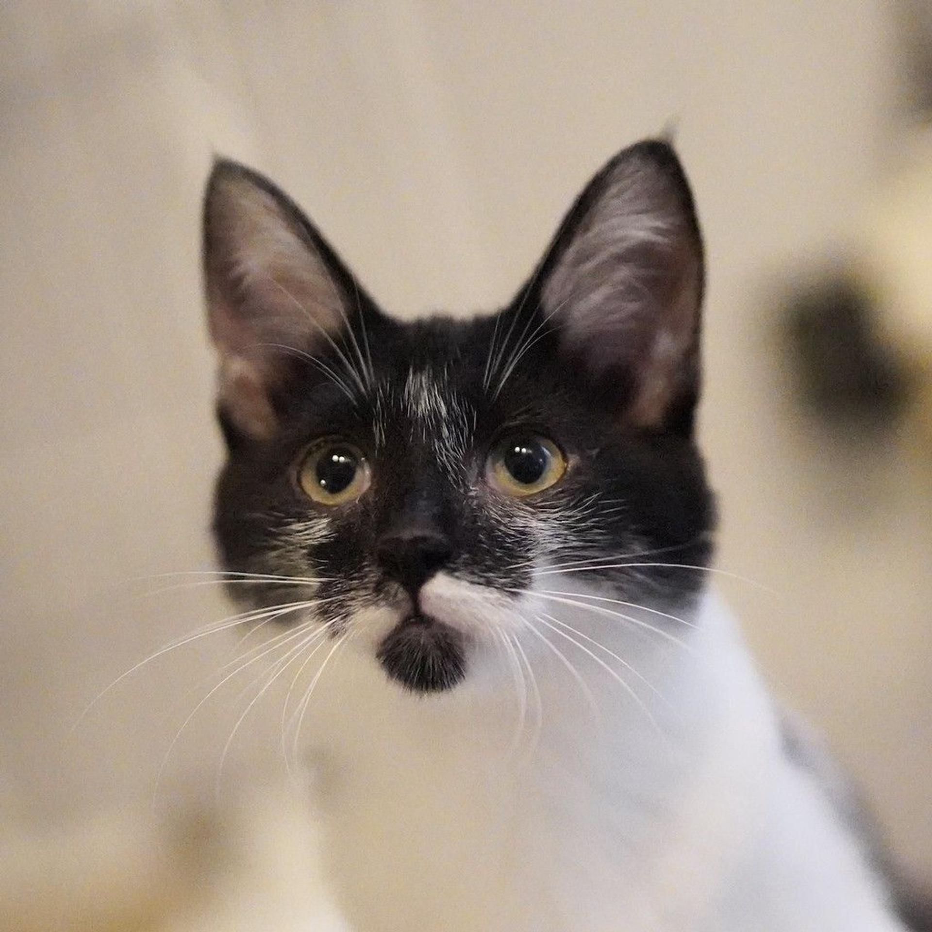 pet-image-5