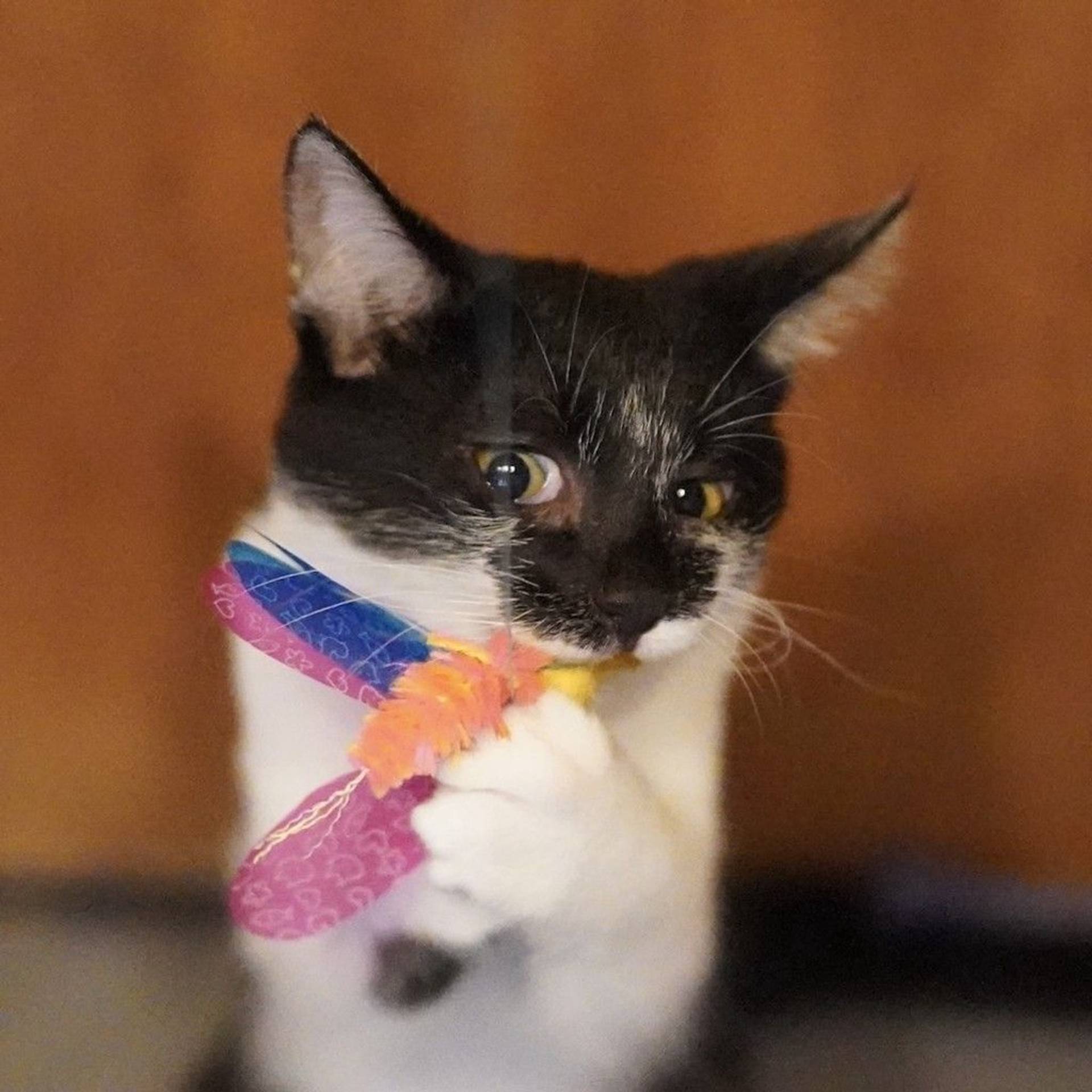 雑種（ミックス猫）・オスの里親募集の写真