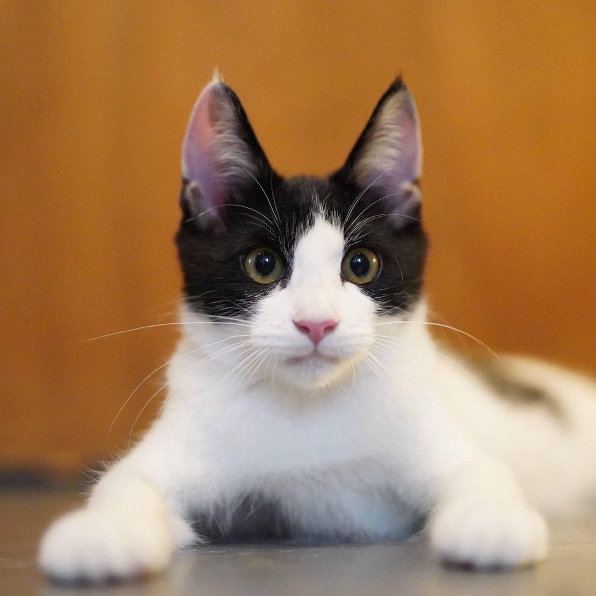 雑種（ミックス猫）・オスの里親募集の写真