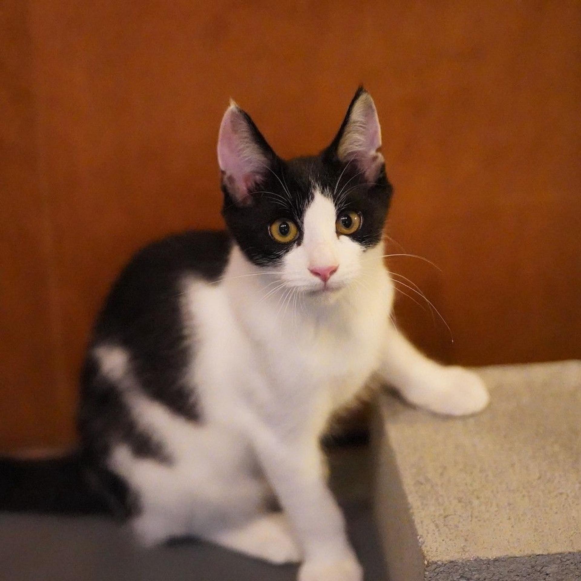 pet-image-2