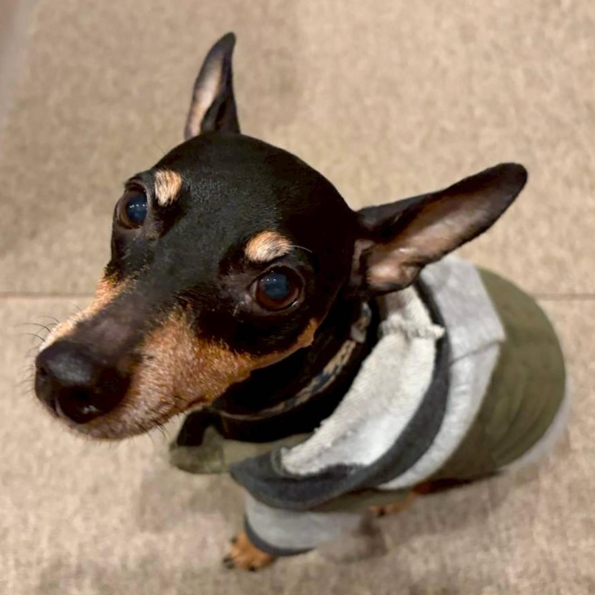 pet-image-2