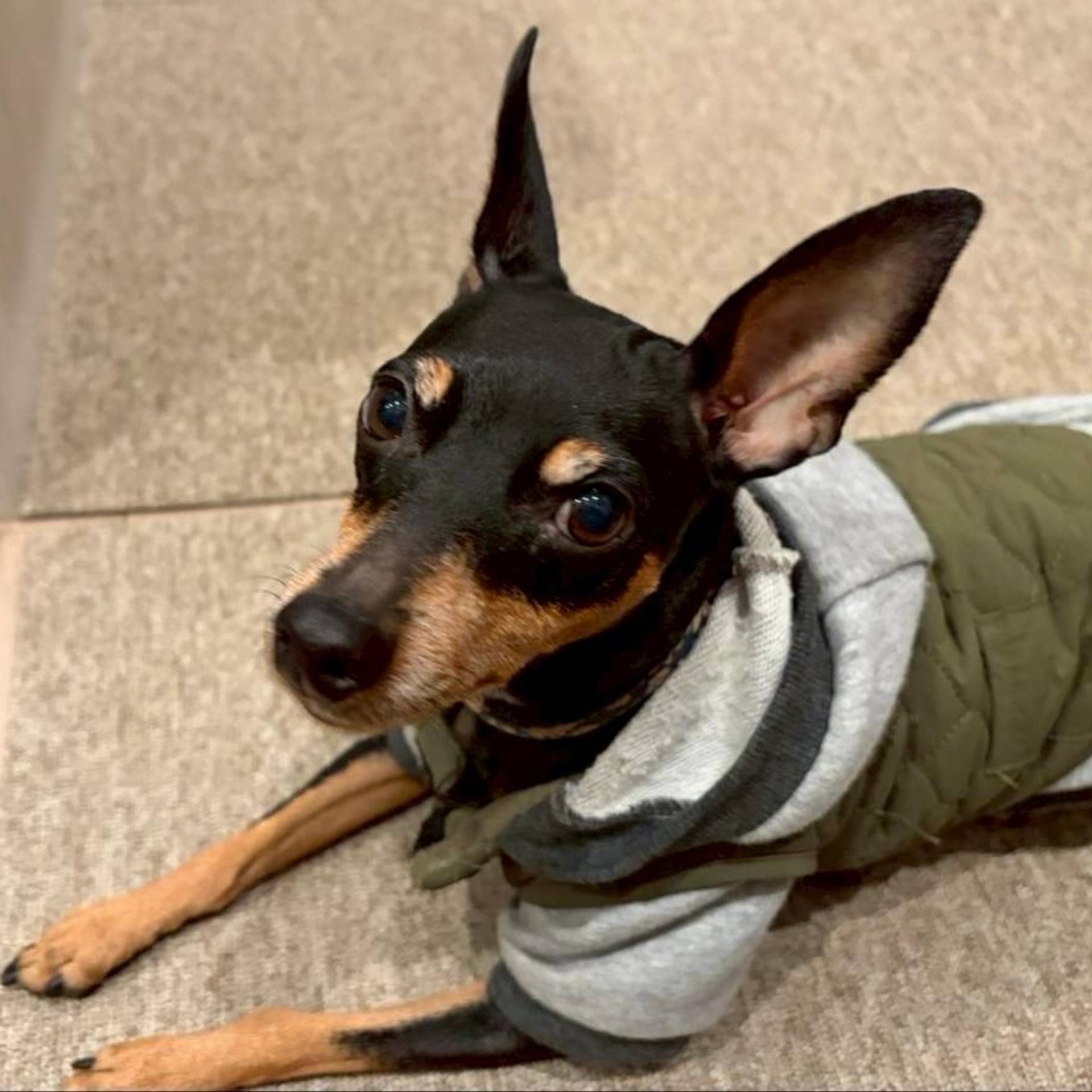 pet-image-3