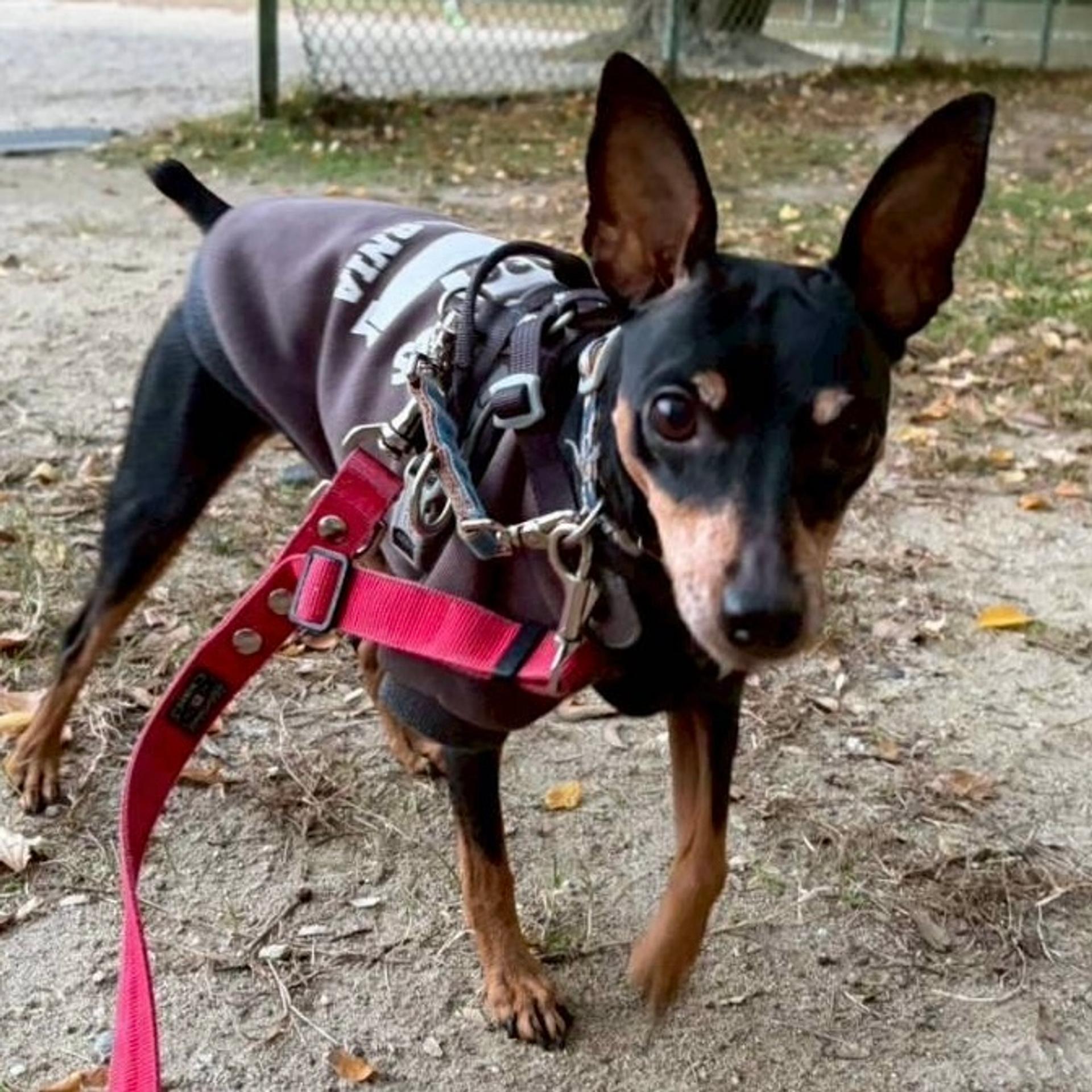 pet-image-6