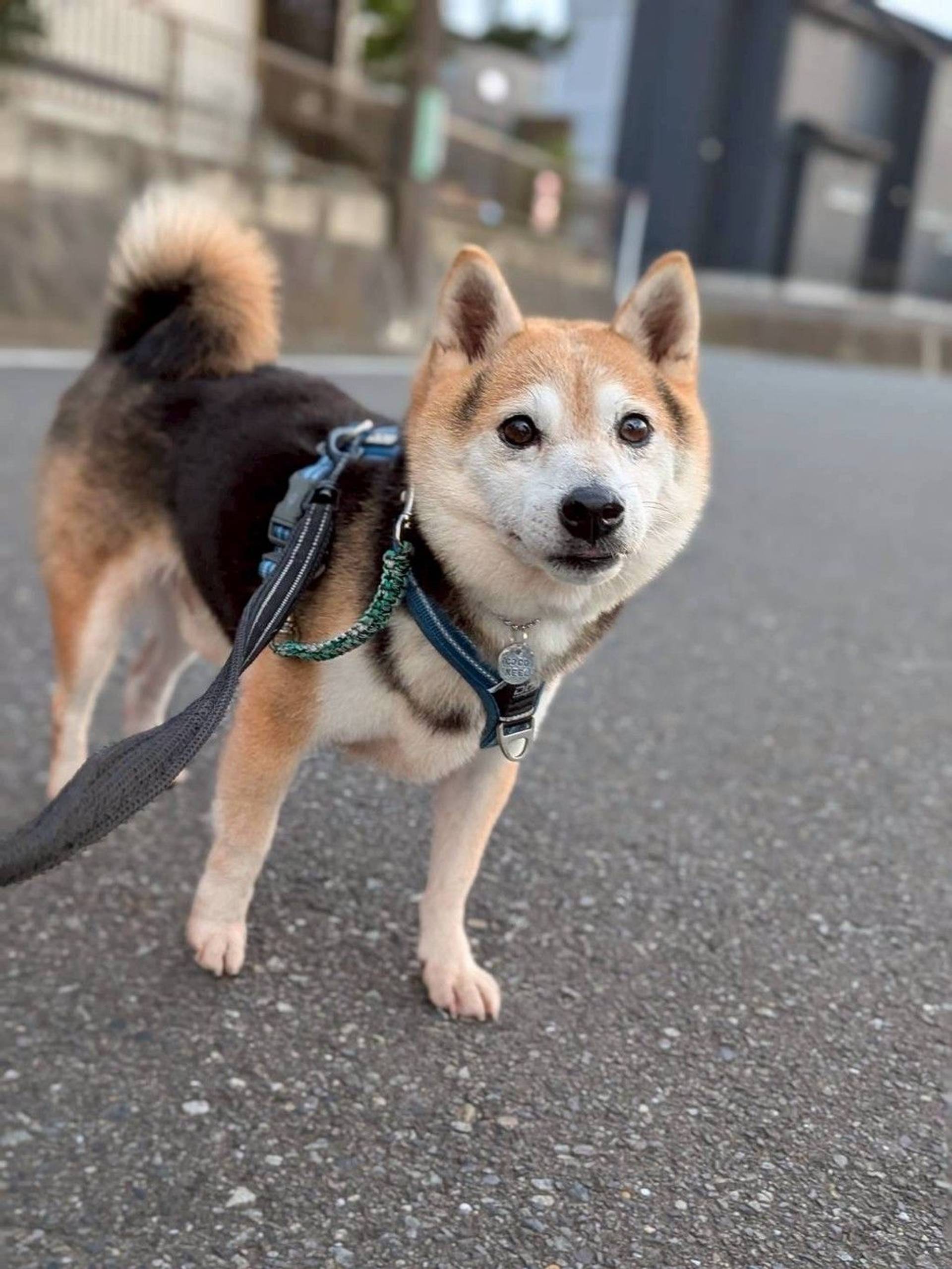 柴犬・オスの里親募集の写真