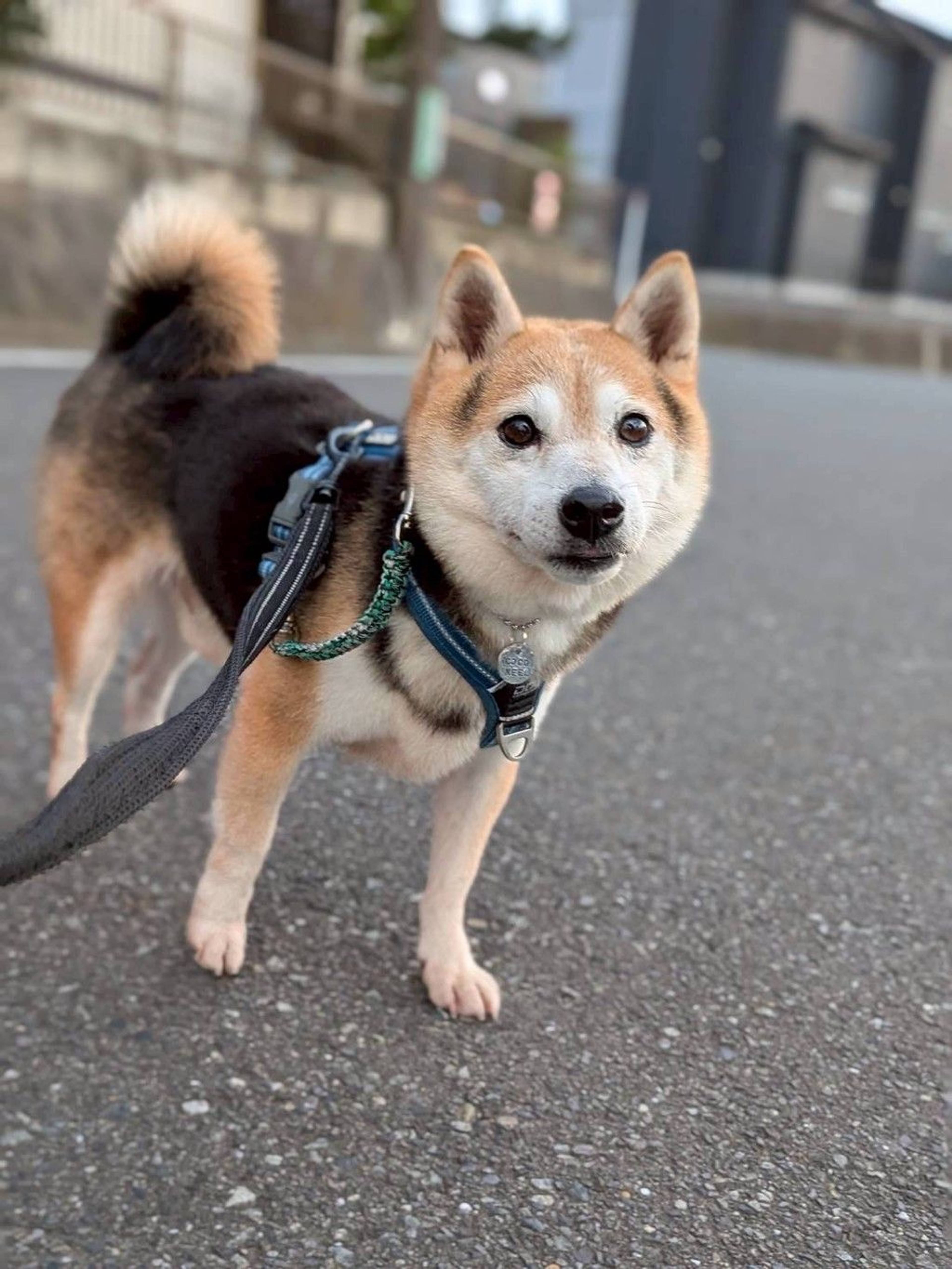 柴犬・オスの里親募集の写真