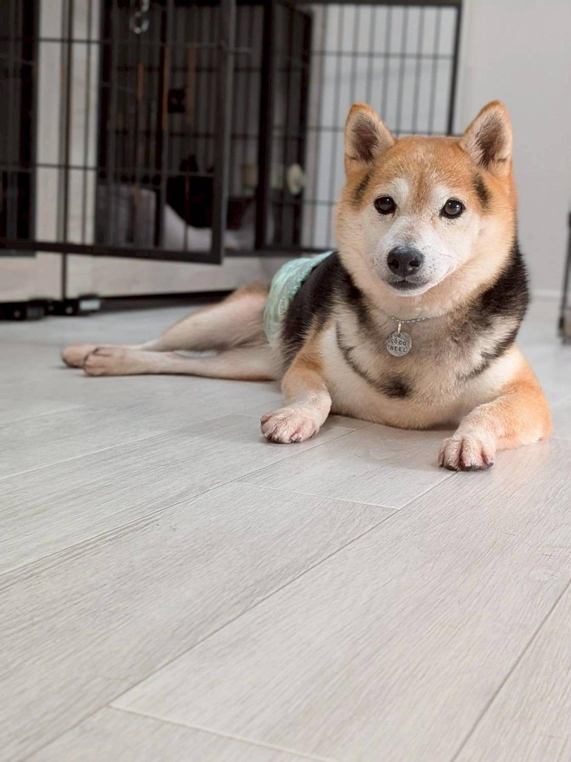 pet-image-3
