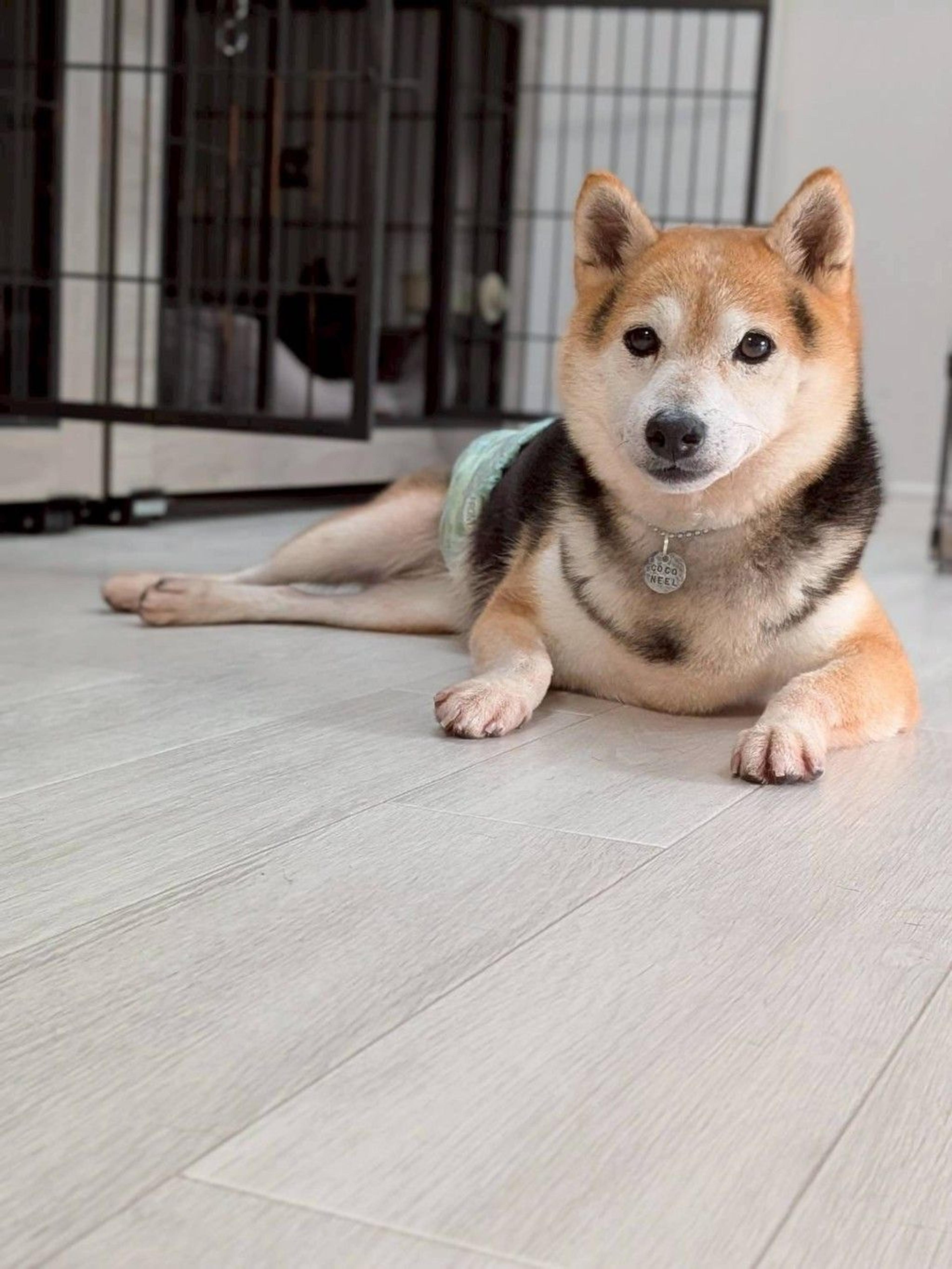 pet-image-3