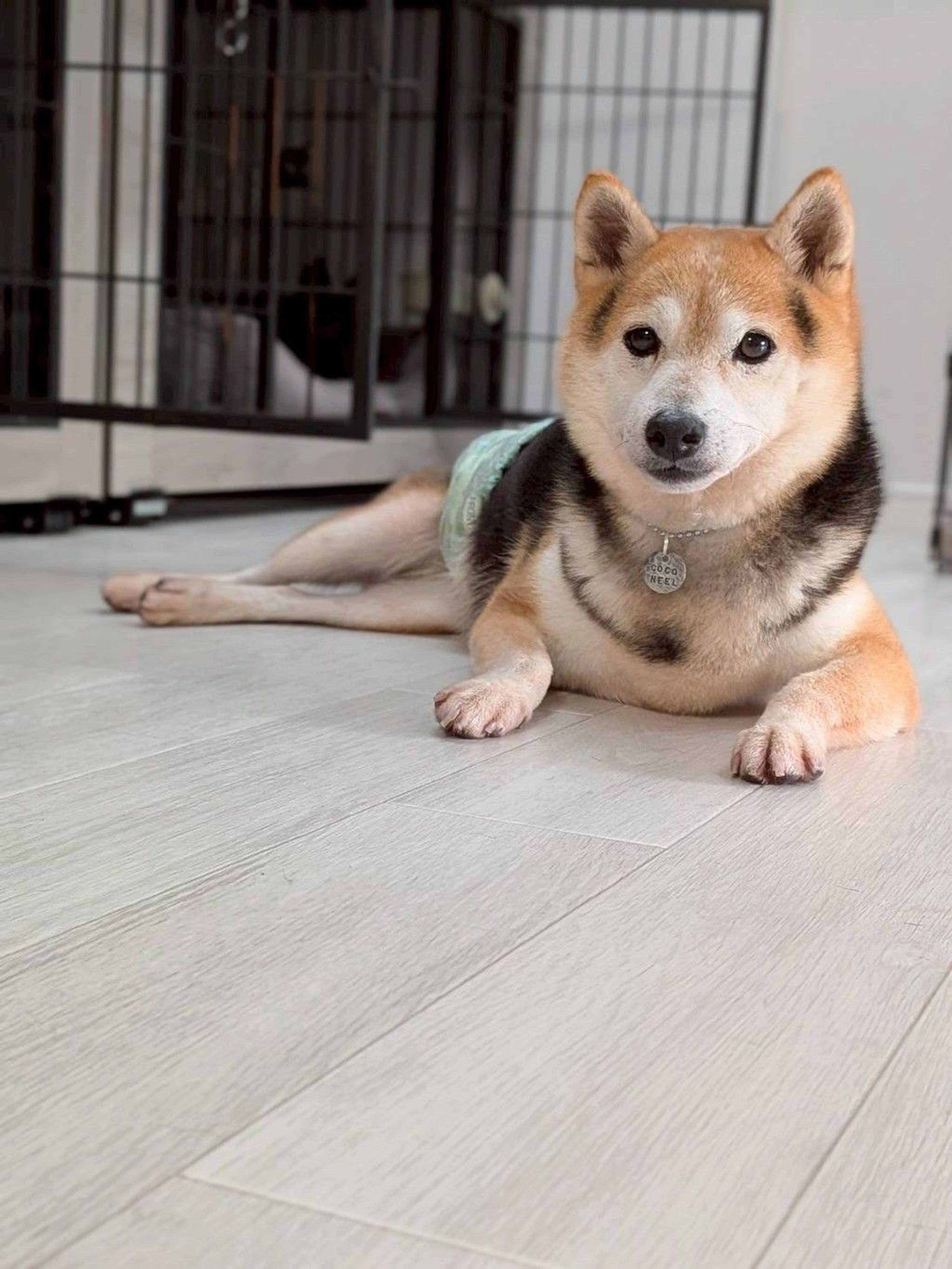 pet-image-3