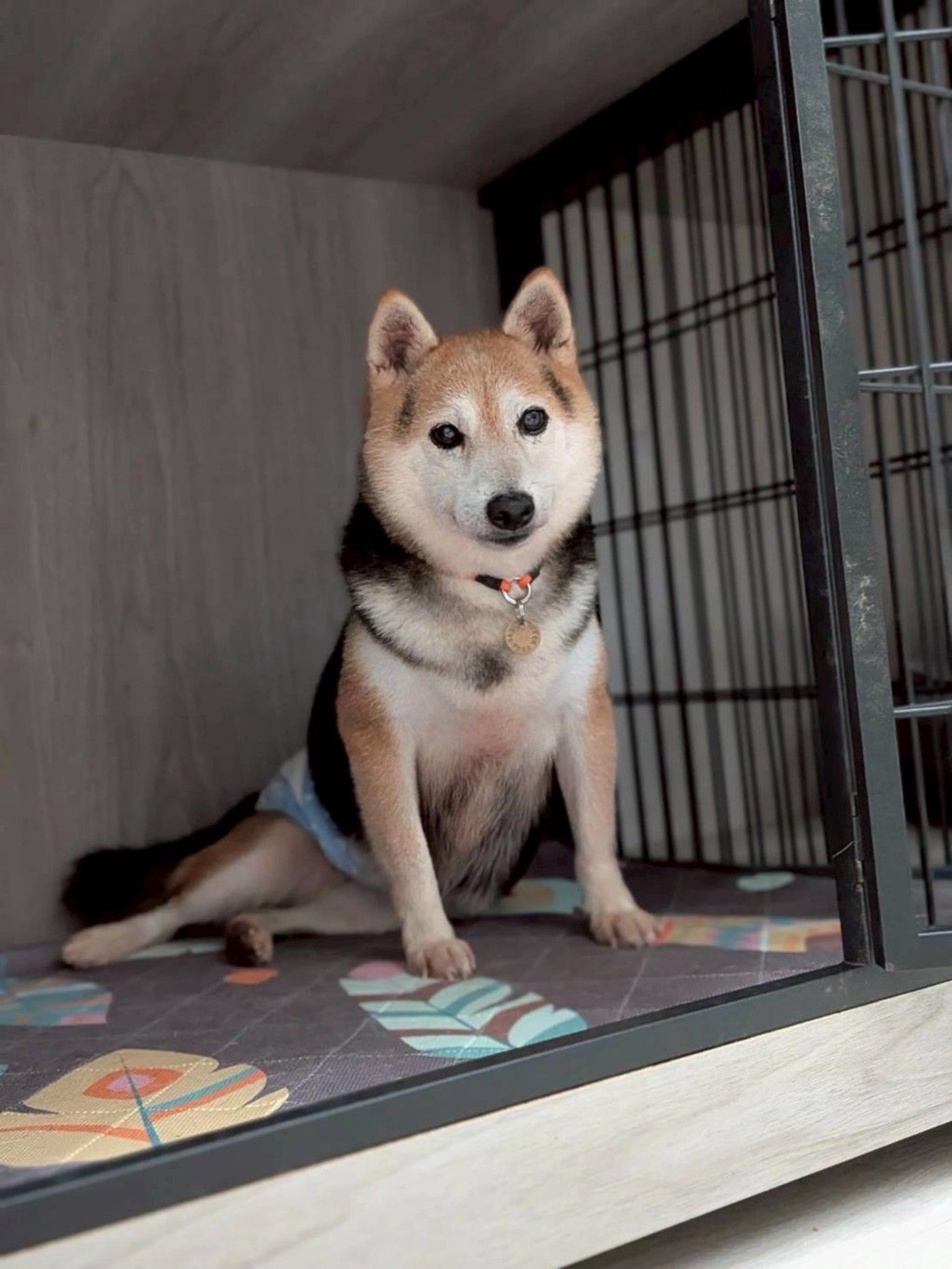 pet-image-5