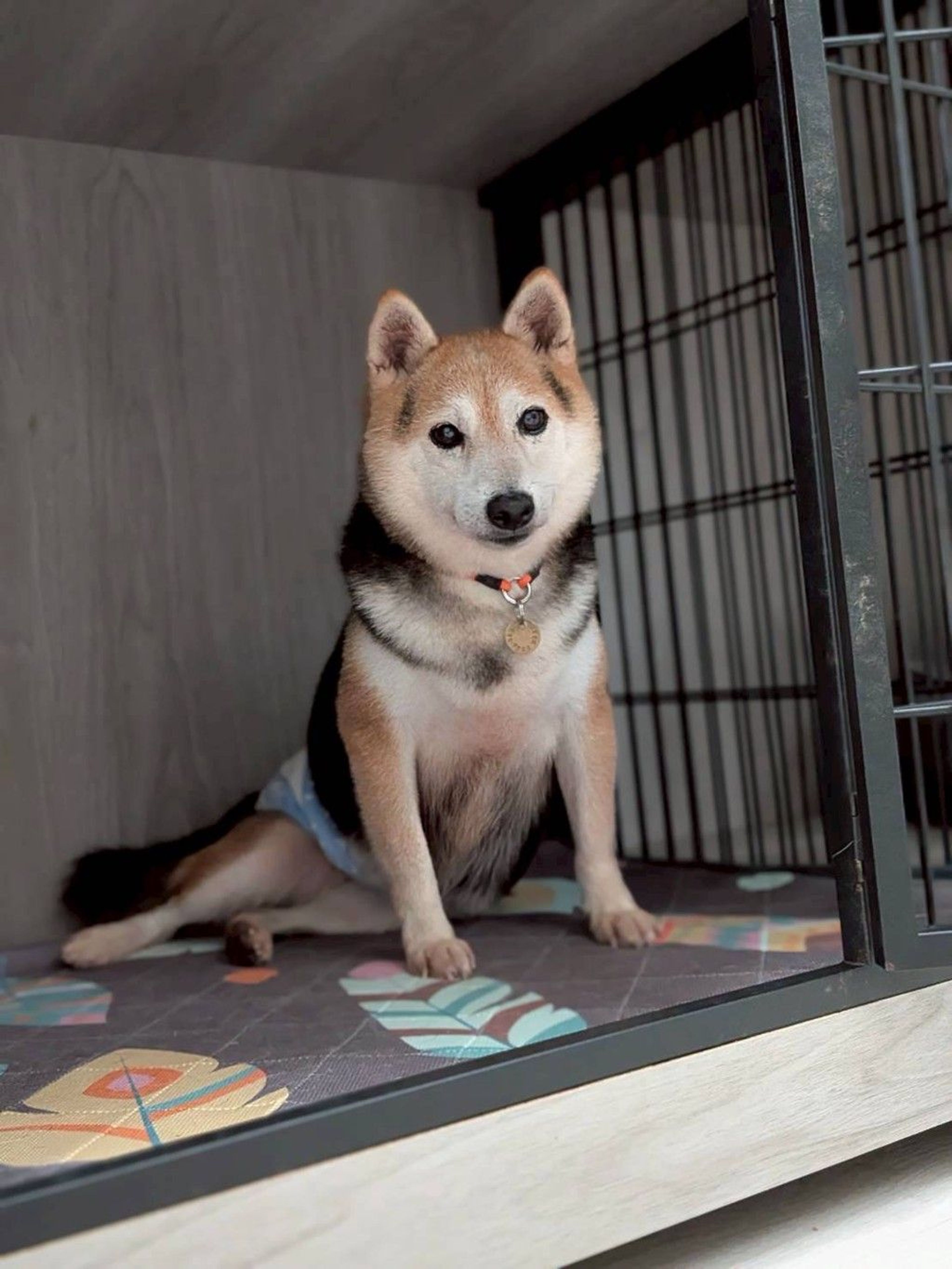 pet-image-5