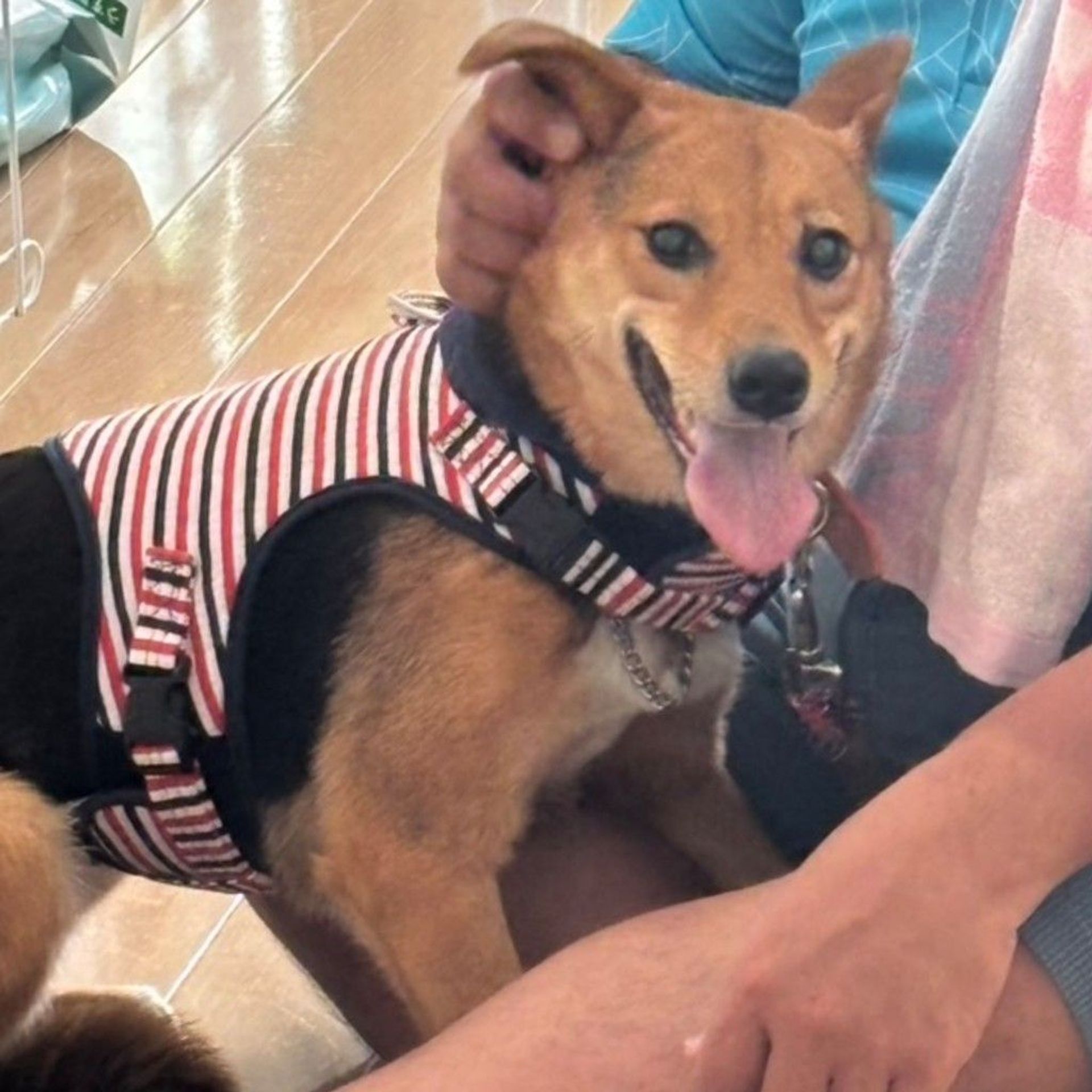 雑種（ミックス犬）・メスの里親募集の写真