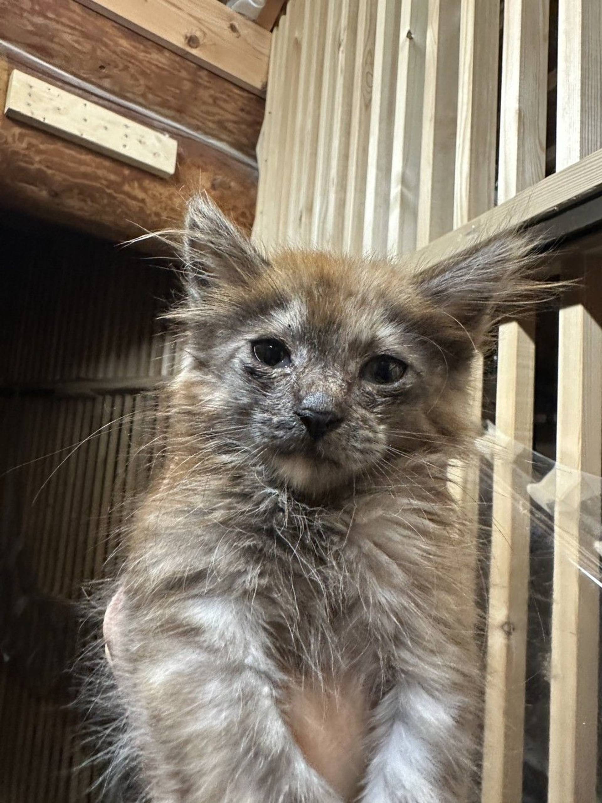 雑種（ミックス猫）・メスの里親募集の写真