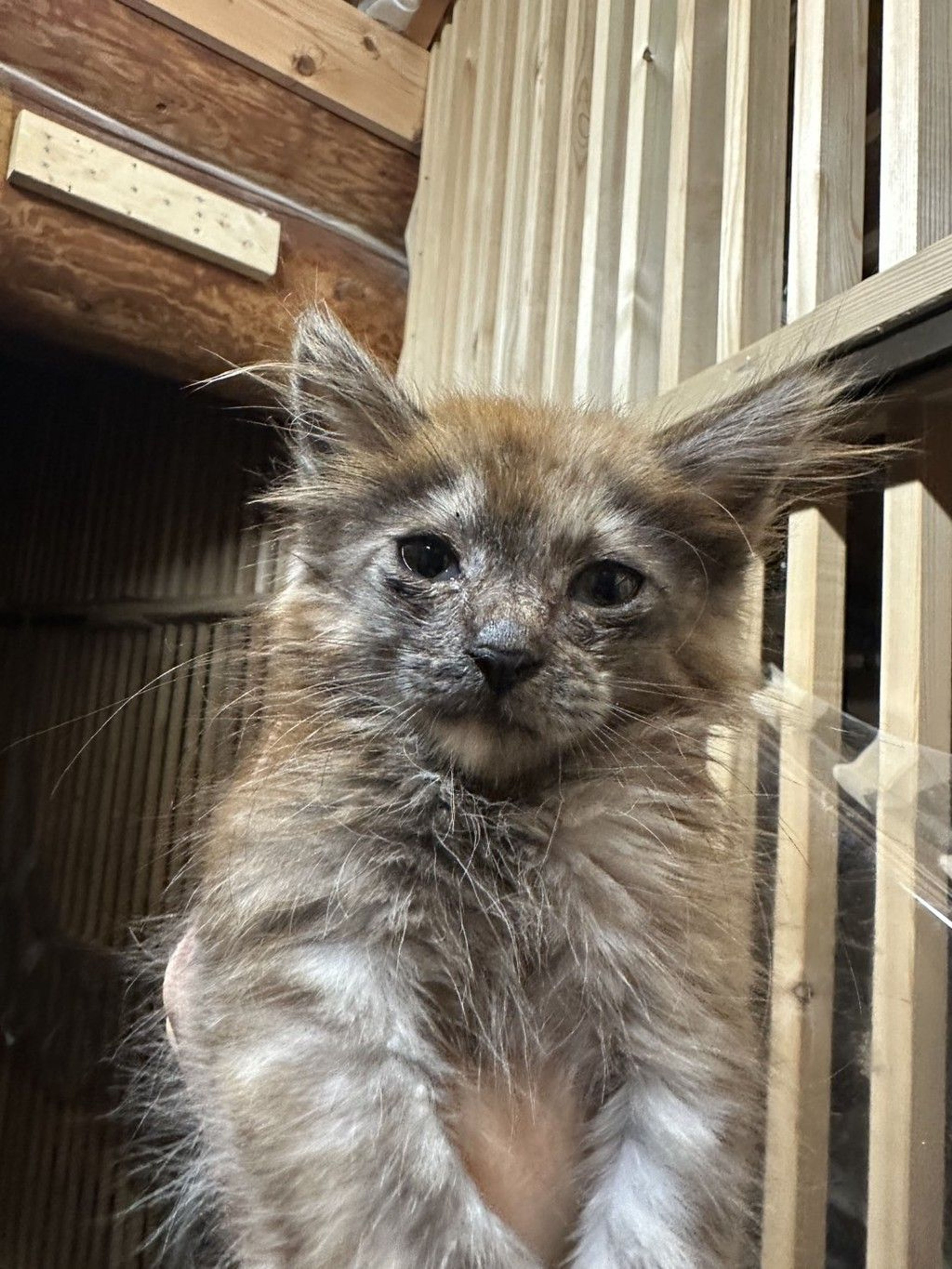 雑種（ミックス猫）・メスの里親募集の写真