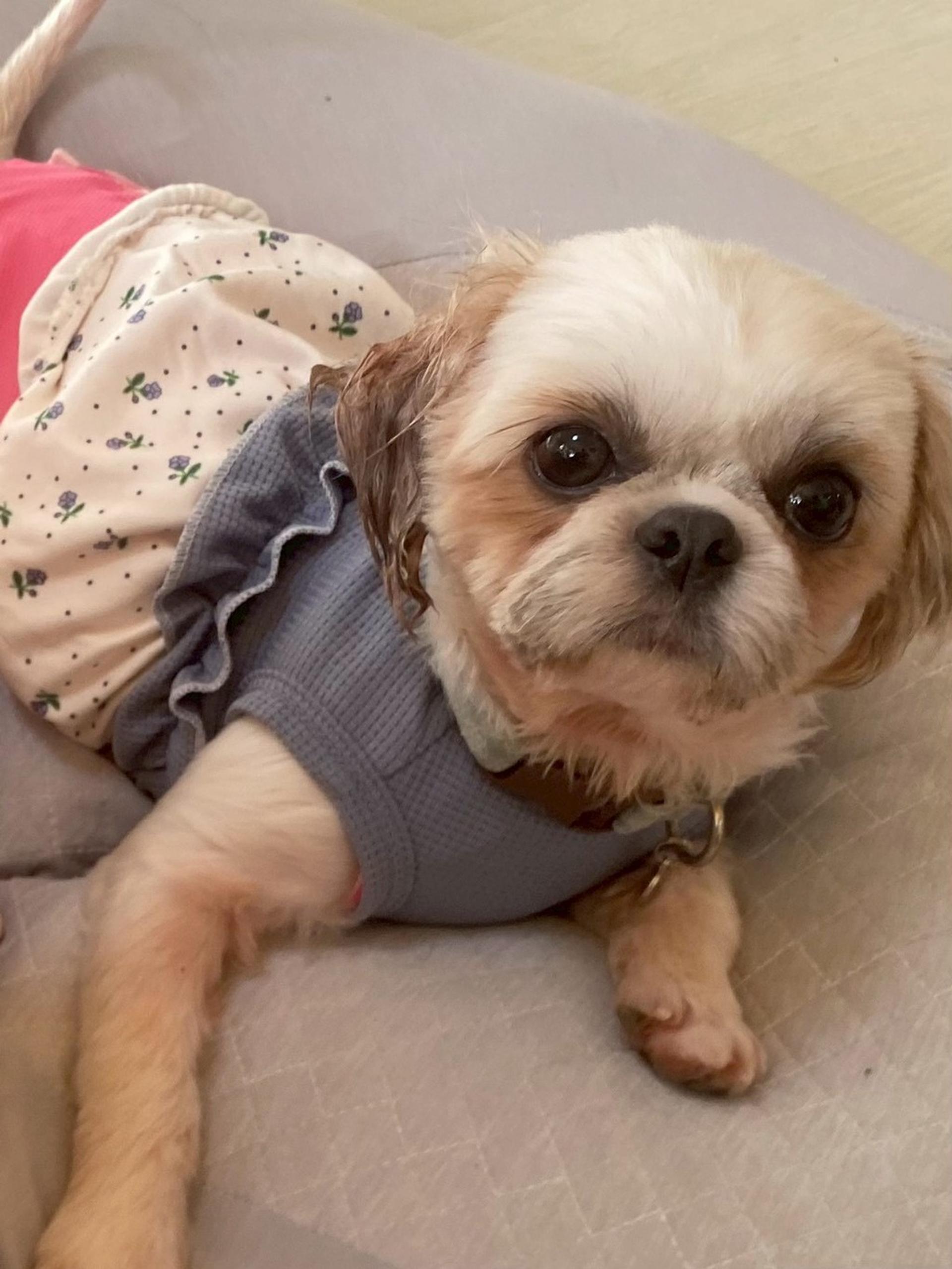 pet-image-3