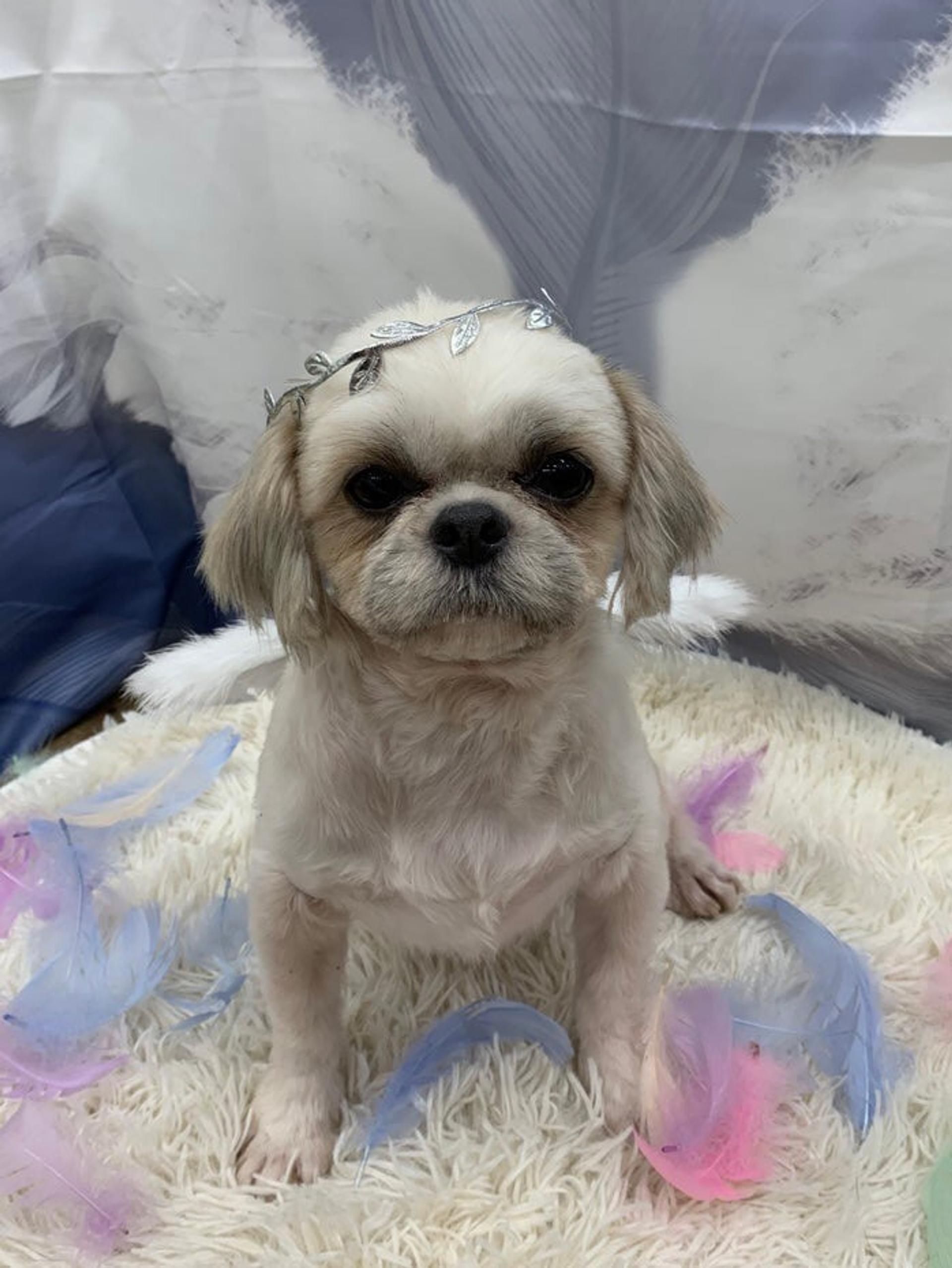 pet-image-5