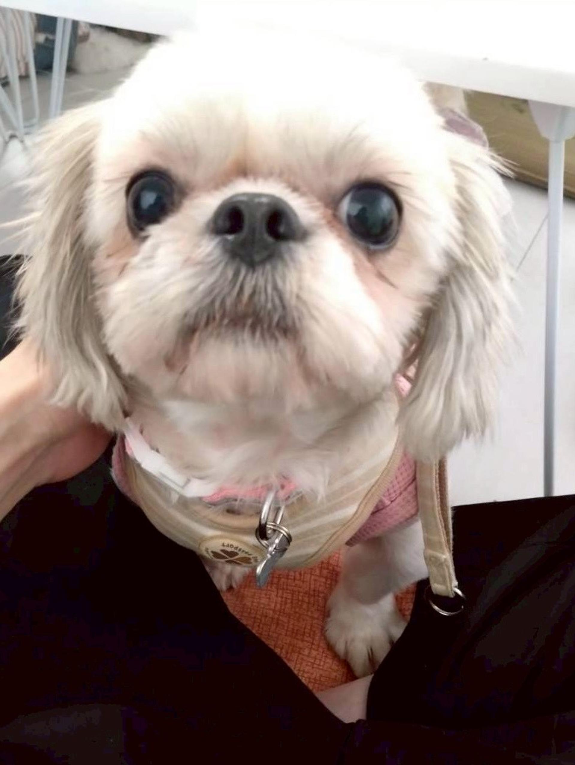 pet-image-2